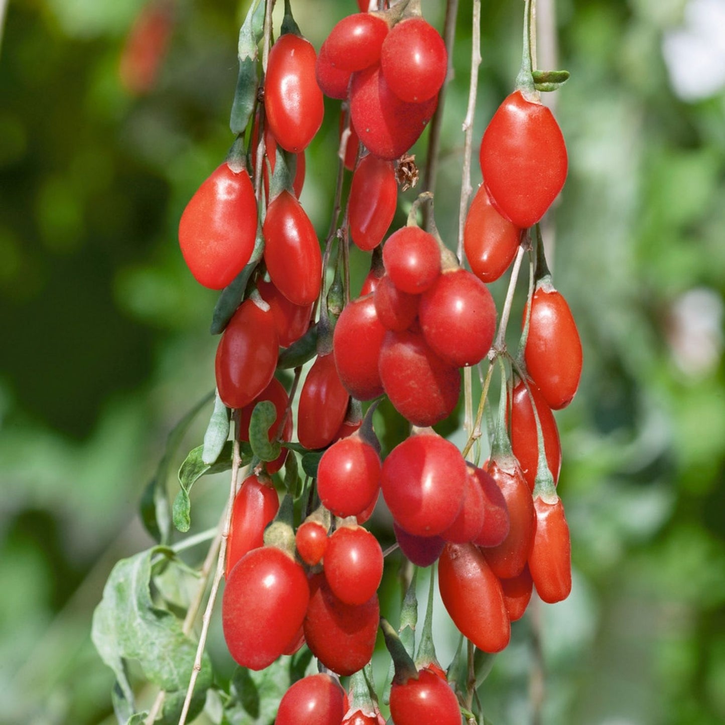 Goji Berry Plant Cutting in Pot – Live Lycium barbarum Fruit-bearing Plant for Garden or Container Growth