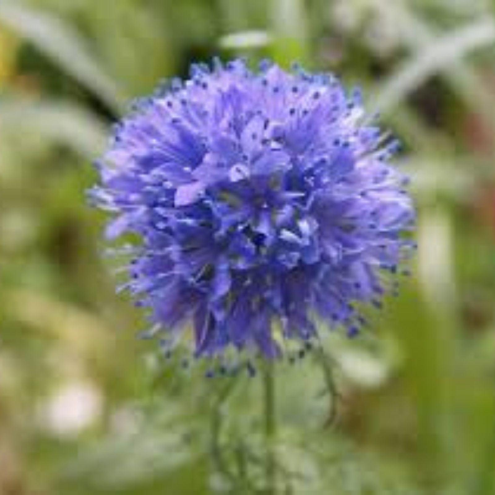 Globe Gilia Seeds for Planting, 200+ Count, Beautiful Annual Wildflower, Gilia capitata, Garden Flower Seeds
