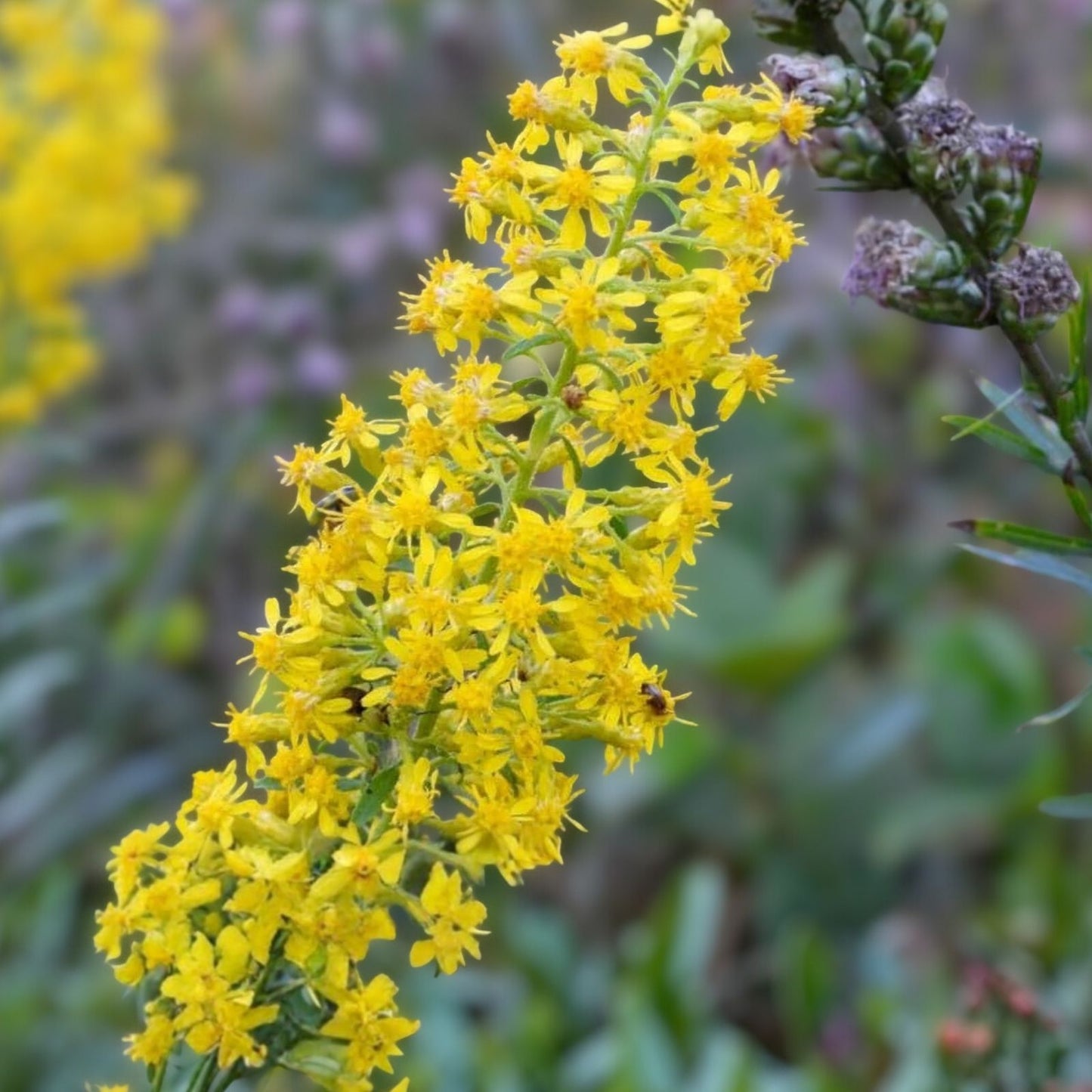 Showy Goldenrod Seeds for Planting - 100 Count - Solidago speciosa - Perennial Wildflower Seeds for Garden, Pollinator Attracting