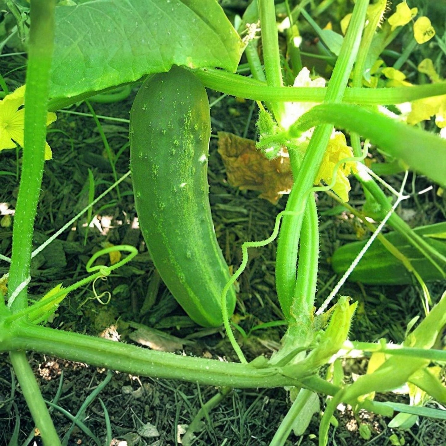 Heirloom Squash Seeds 100 Pack - Early Prolific Straight Neck Cucurbita pepo Vegetable Seeds