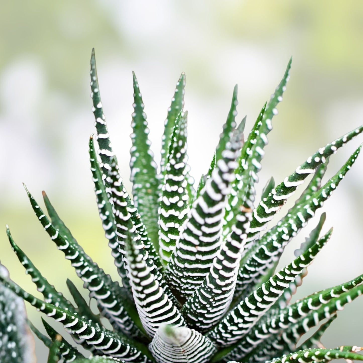 Zebra Plant Live Cutting | Variegated Haworthia Succulent | Indoor Houseplant | Easy Care, Low Maintenance, Unique Foliage