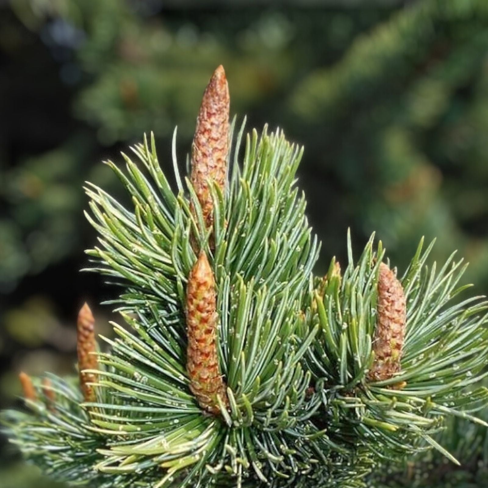 Bristlecone Pine Tree Seeds 30 Pack - Pinus aristata - Hardy Evergreen Seeds for Planting and Landscaping