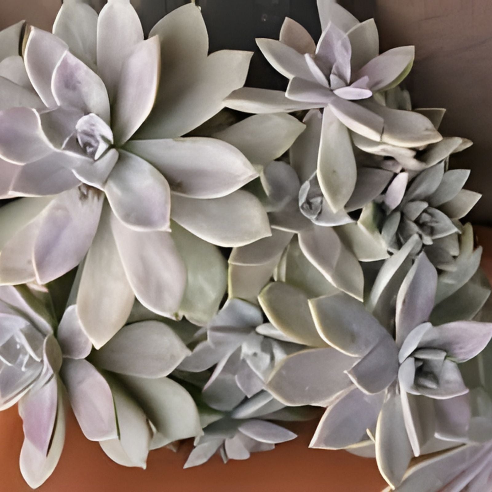 Live Succulent Plant - Jade Crosby Cutting, 3,5 inches, Crassula ovata, Indoor Garden, Easy Care, Green Houseplant