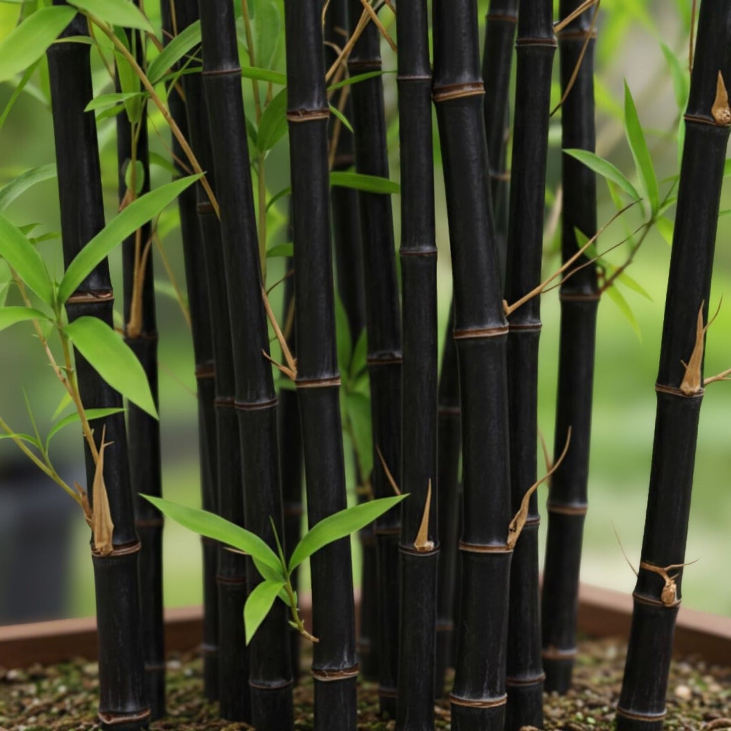 Black Bamboo Seeds 300+ Pack | Rare Jumbo Exotic Fast-Growing Plants | Phyllostachys nigra