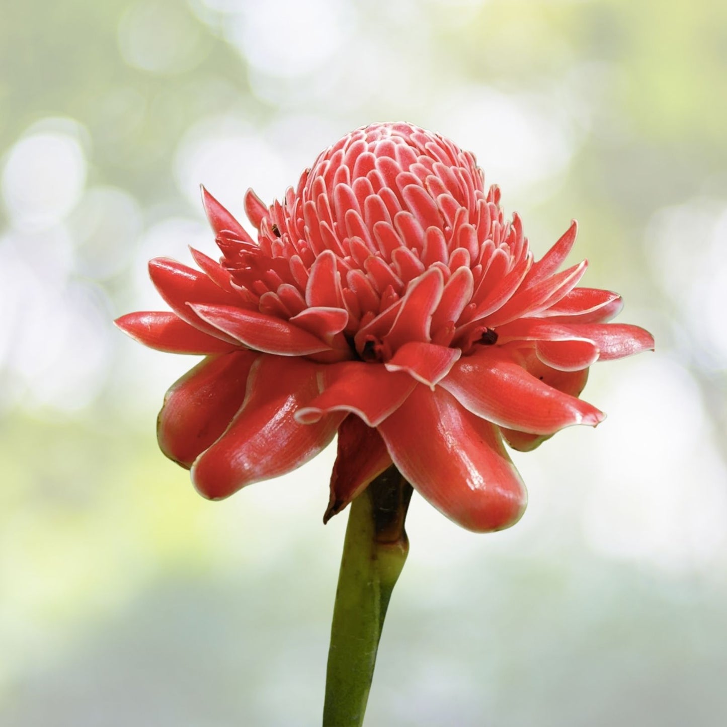 Organic Red Torch Ginger Seeds - 10 Count - Etlingera elatior - Tropical Flowering Plant