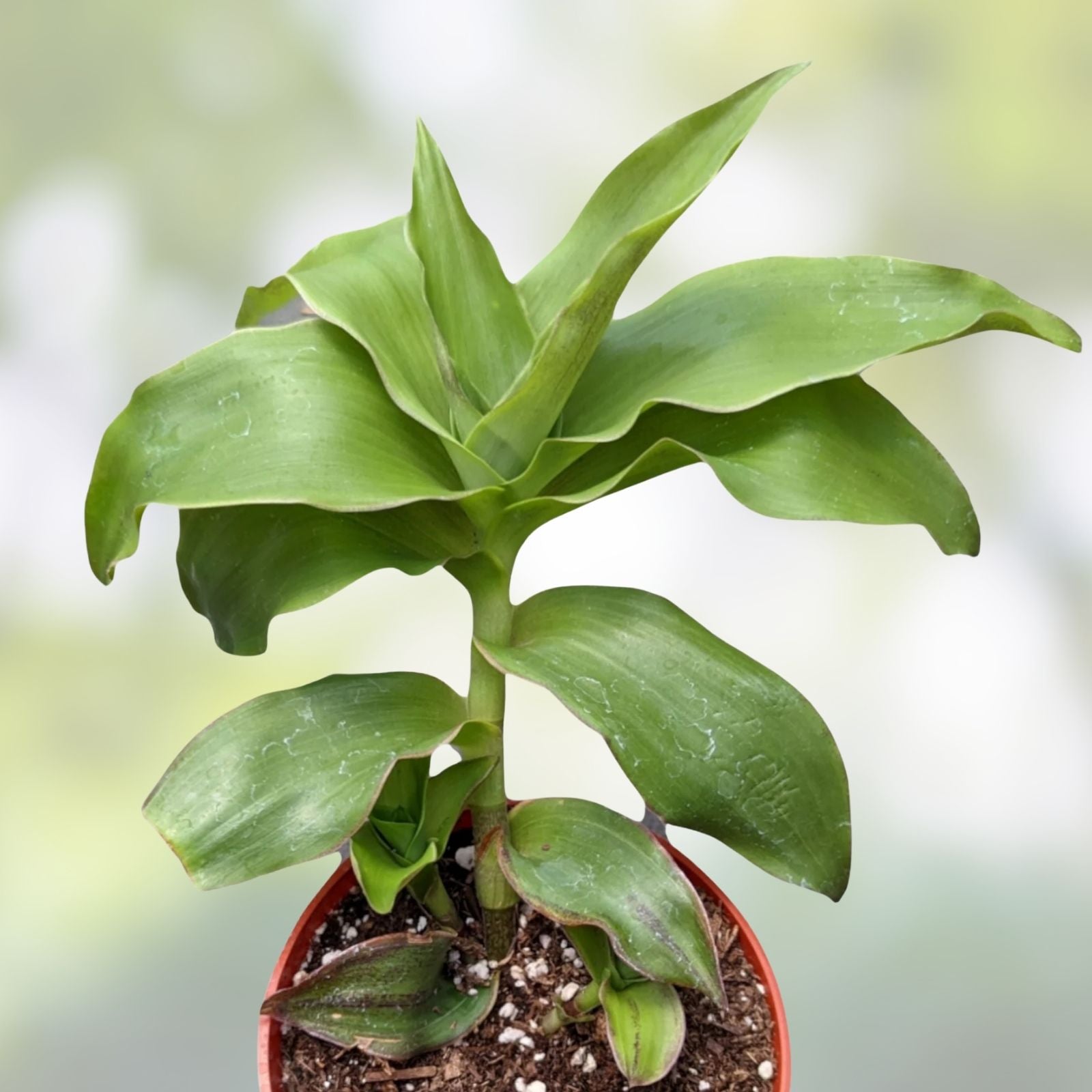 Basket Plant Cuttings 5 Pack, Green Callisia Fragans Indoor Plant, Fast-Growing Houseplant, Live Plant Cuttings