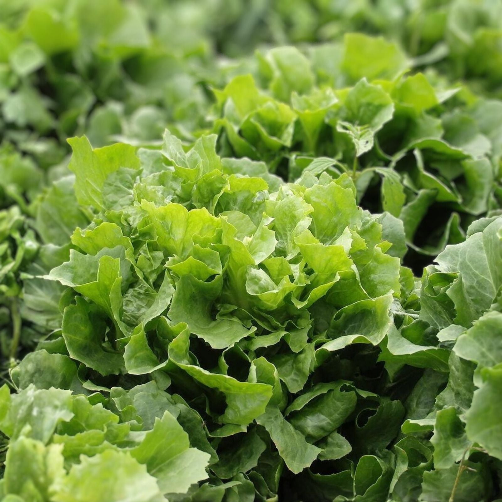 Endive Lettuce Seeds 500 Count – Broadleaf Batavian Heirloom Non-GMO Organic Vegetable Seeds