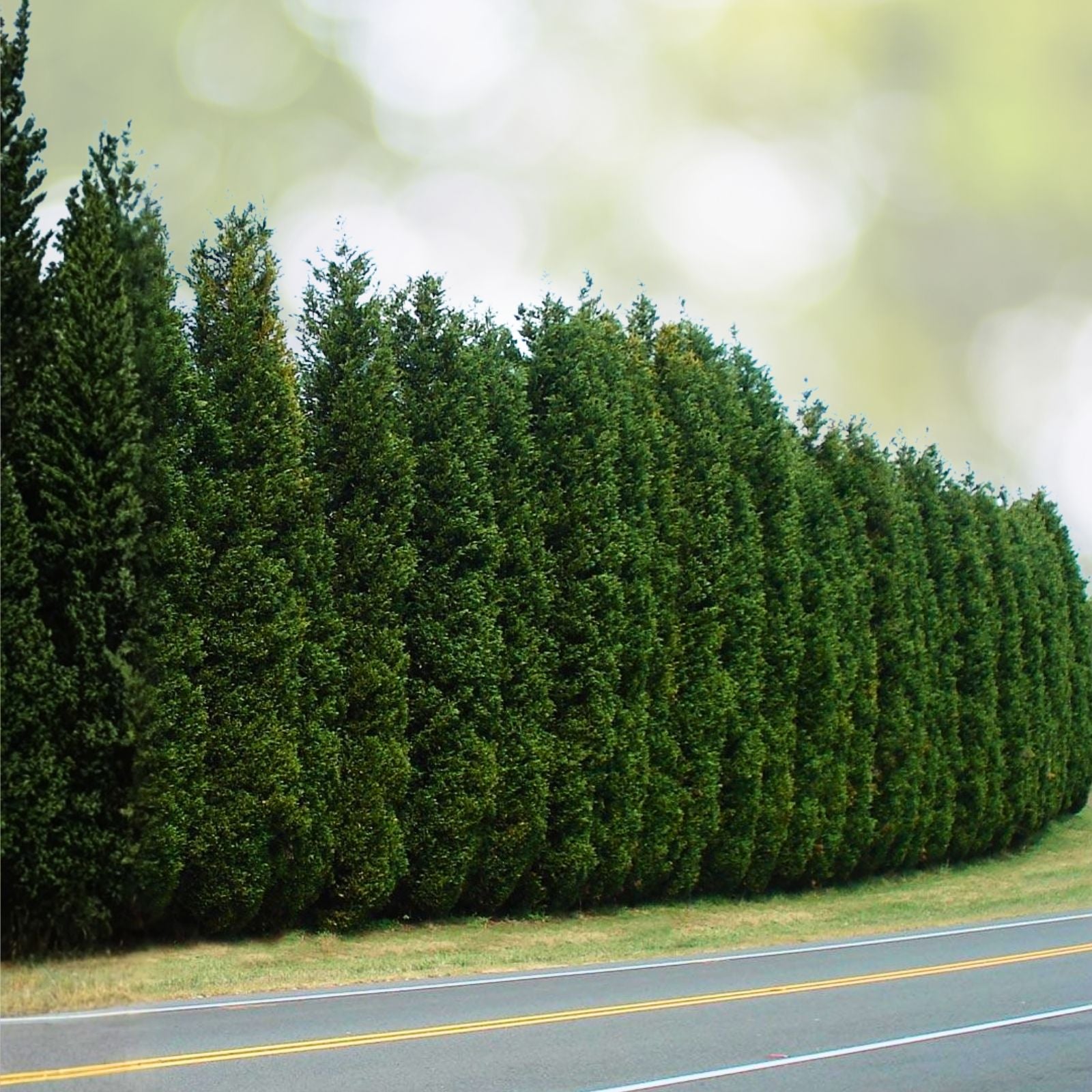 Leyland Cypress Tree Cuttings 15 Pack Fast Growing Evergreen Cupressus × leylandii