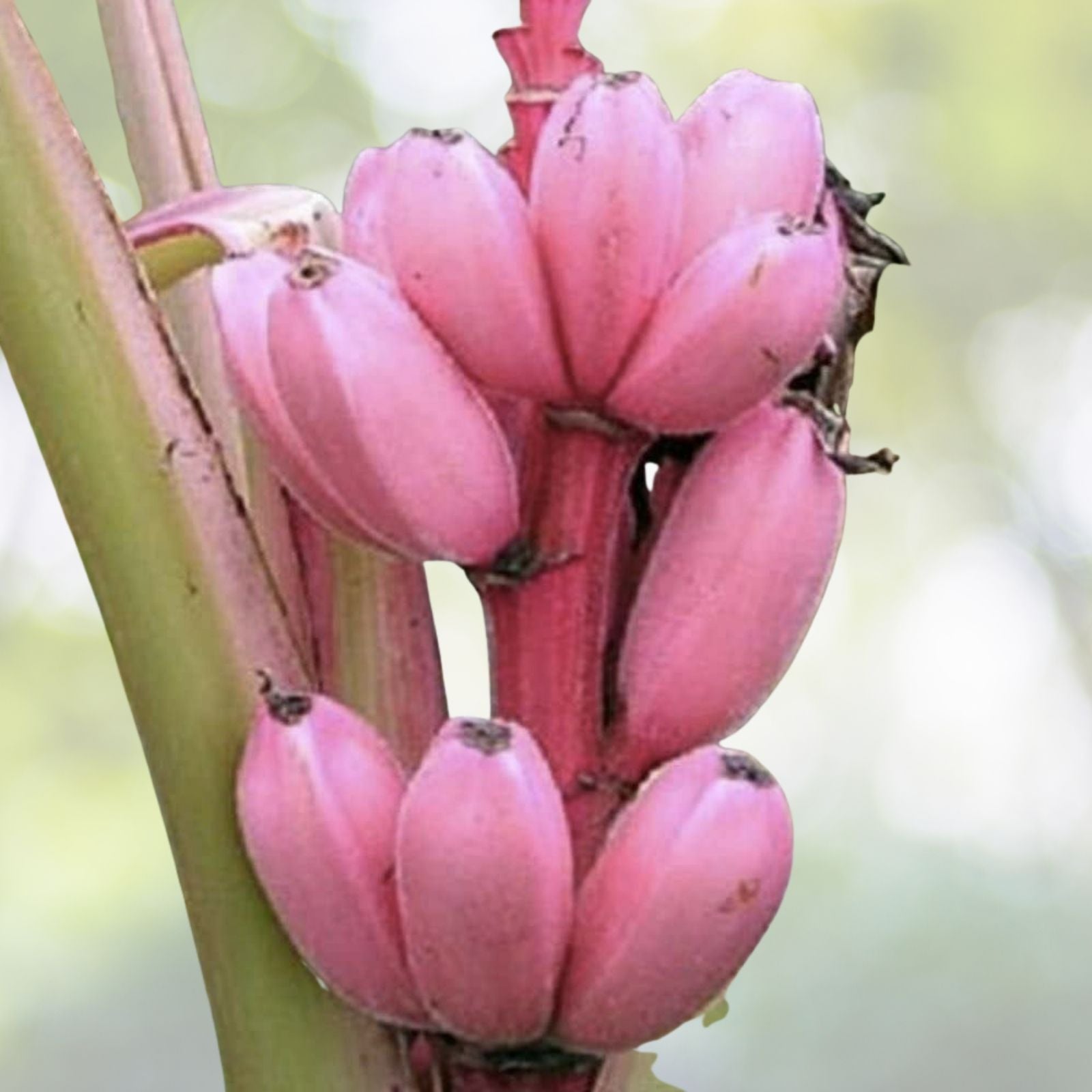 Organic Pink Banana Seeds - Fast Growing, 5 Pack - Musa veluntina - Heirloom Tropical Fruit Plant