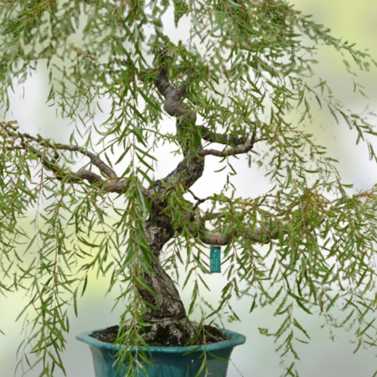 Bonsai Tree Dragon Willow Cutting 6-8 Inches Indoor Outdoor Live Plant Salix Matsudana Thick Trunk