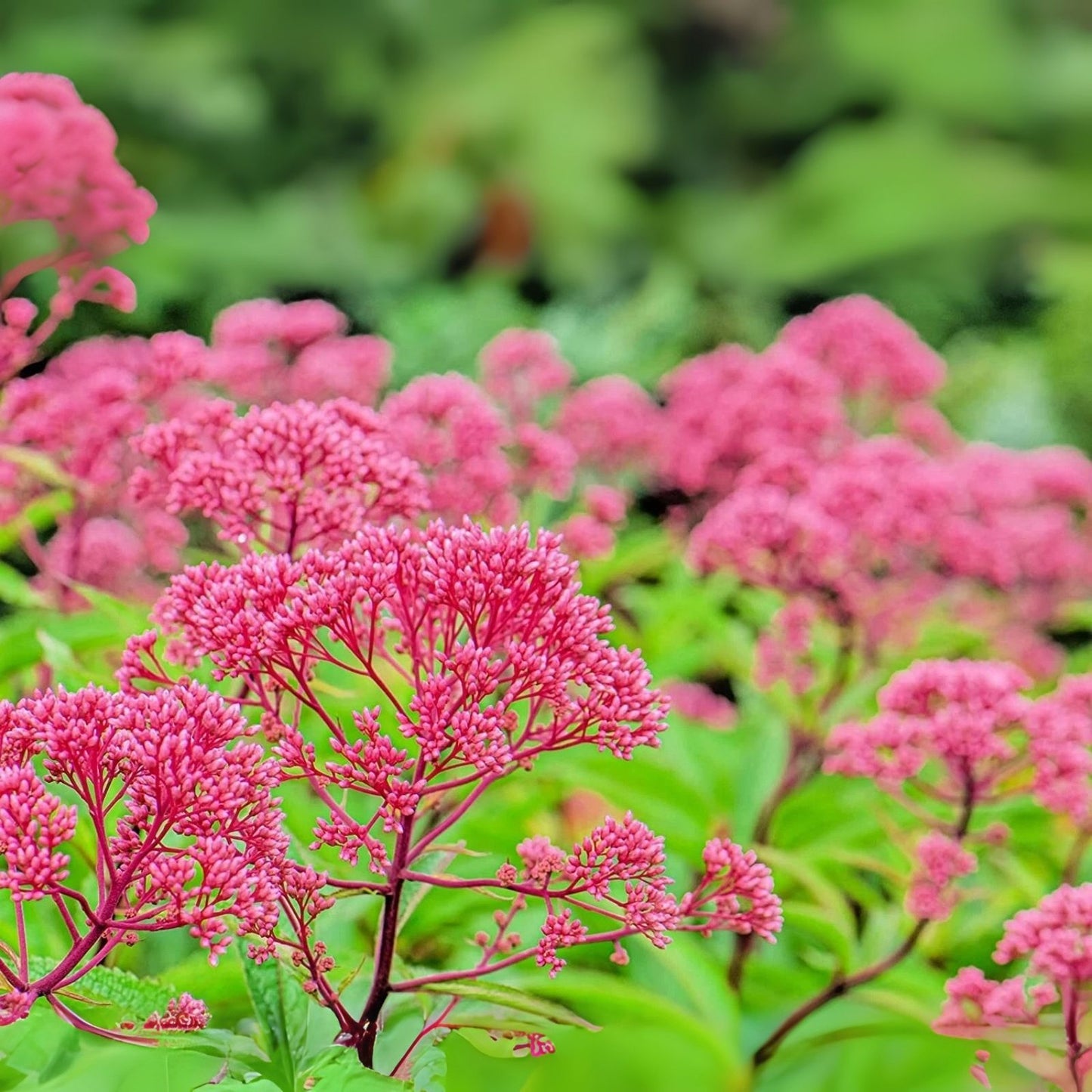Thoroughwort Herb Seeds - 1,000 Seeds for Planting - Eupatorium perfoliatum - Native Perennial Garden Plant