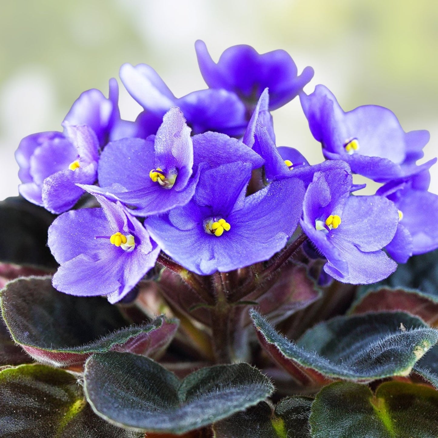 Variegated African Violet Leaves Mini Trailing Double Saintpaulia Species Plant Cuttings
