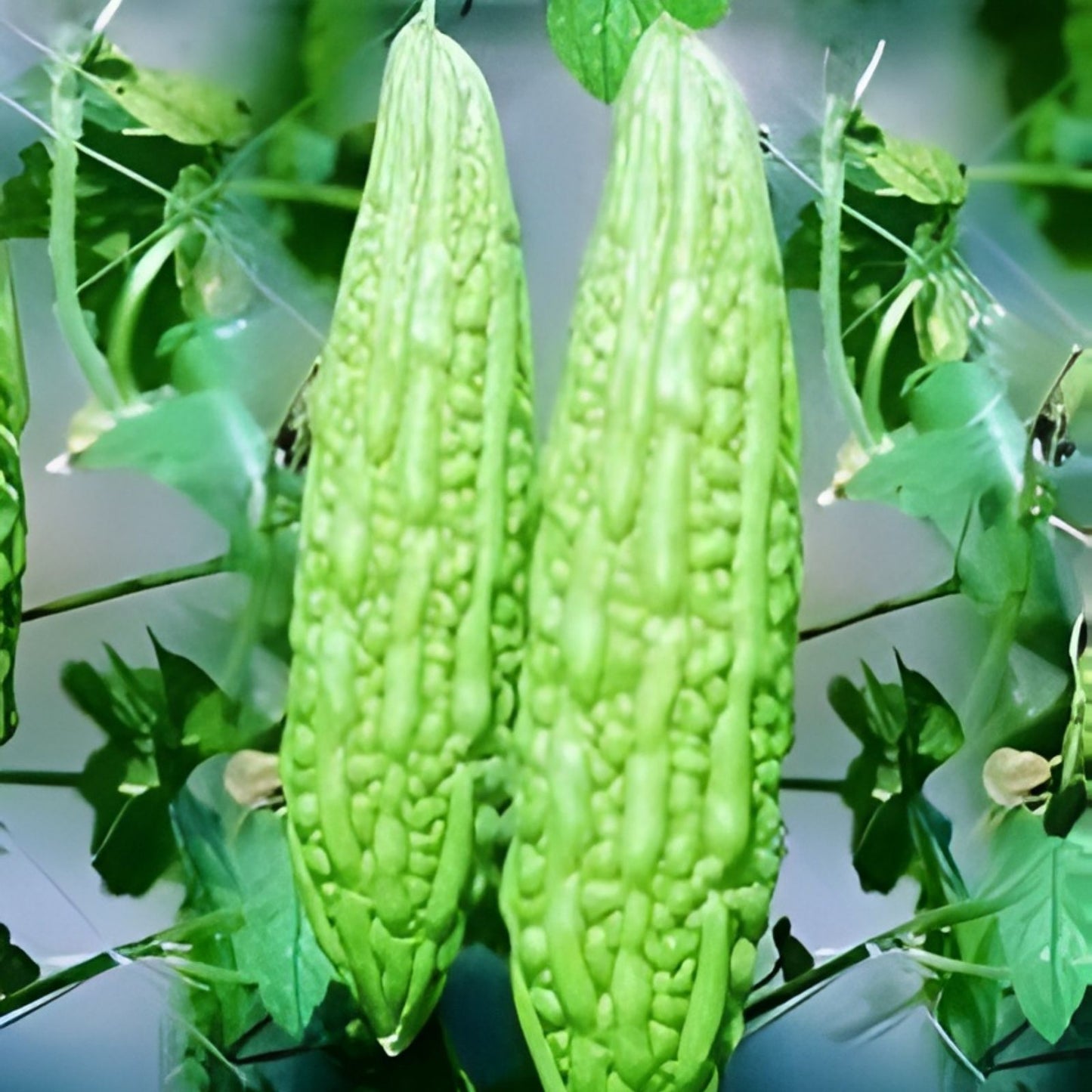 Bitter Melon Seeds 10PCS Non-GMO White Balsam Pear Bitter Gourd Seeds Momordica charantia for Gardening, Vegetables