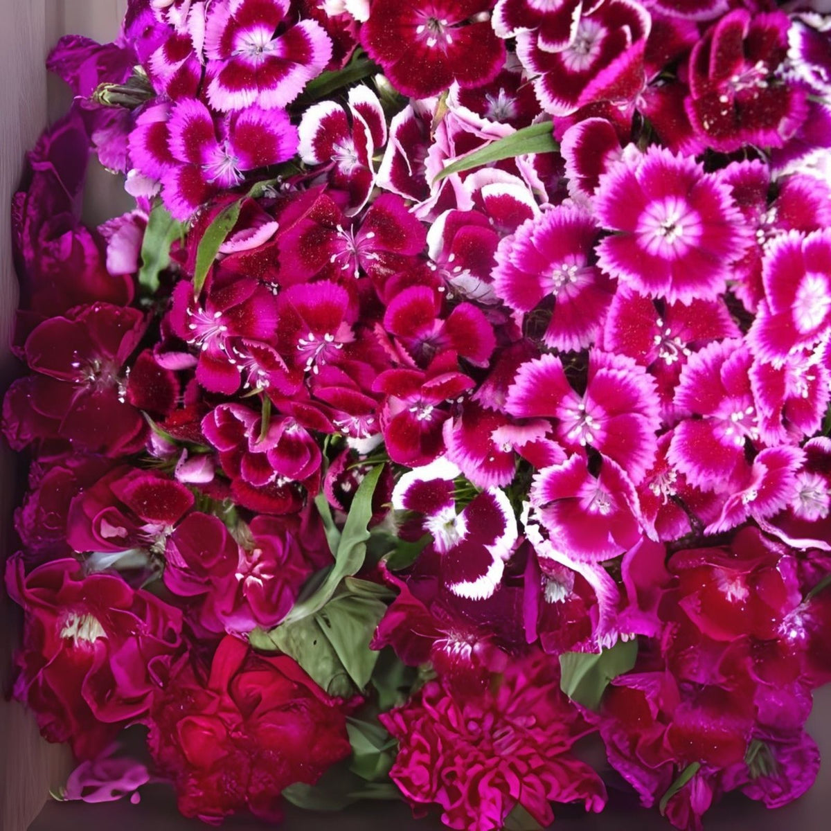 Sweet William Flower Seeds - 1,000+ Count, Single Mix | Dianthus barbatus, Brilliant Old Fashioned Flowers