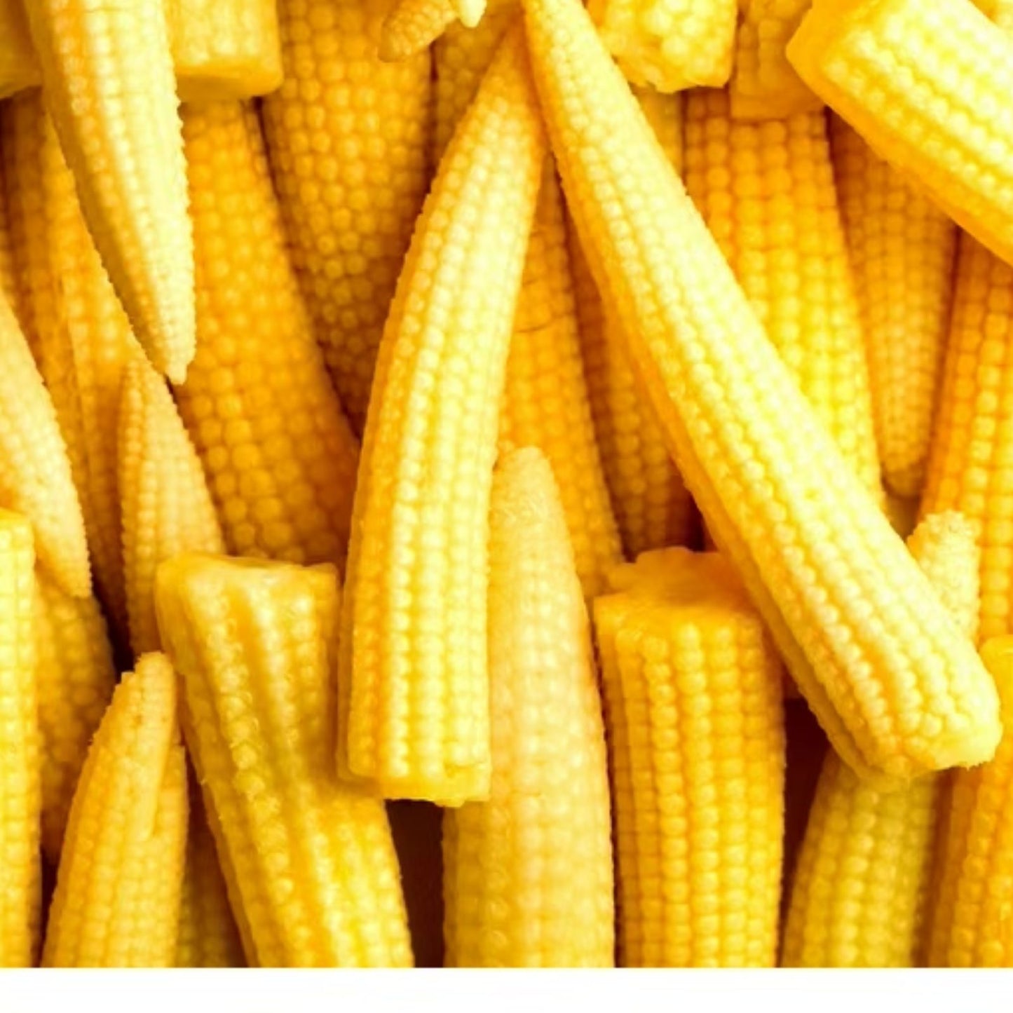 Japanese Baby Corn Seeds - 20 Seeds - Edible Salad Garnish - Zea mays var. japonica