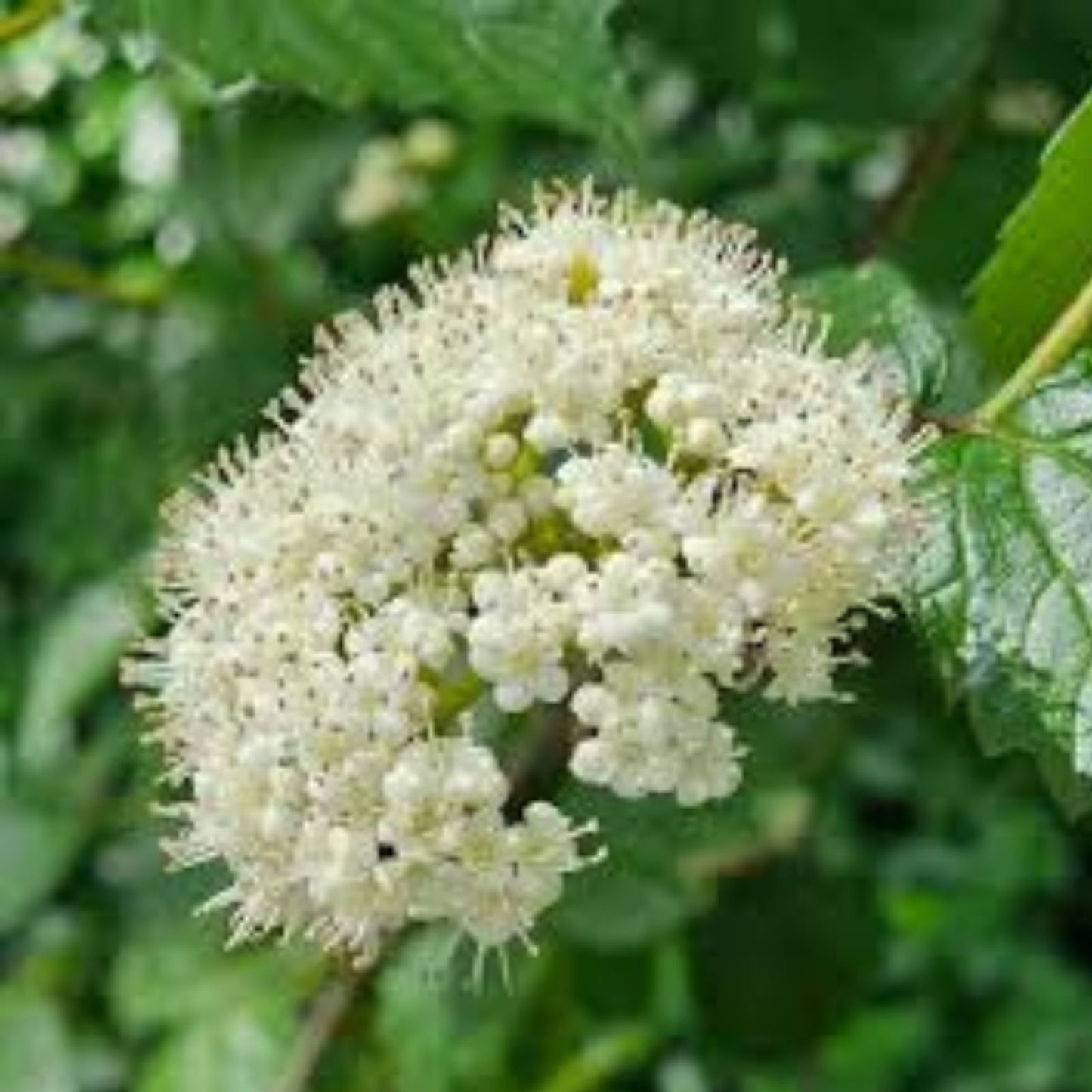 Arrowwood Viburnum Shrub Set of 2, Bare Root, Viburnum dentatum, Deciduous Bush, Hardy Zones 5-9, Landscaping Plant