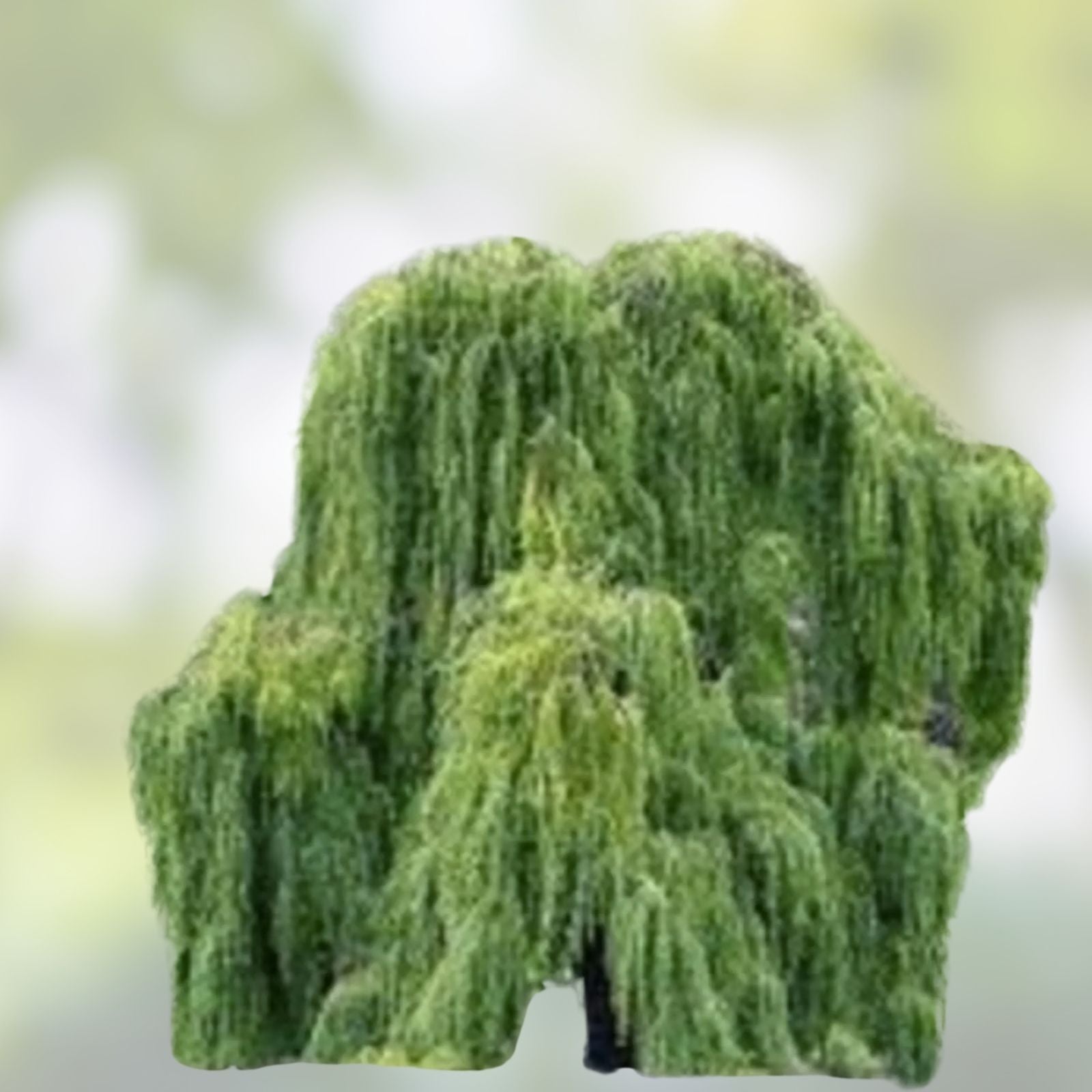Golden Weeping Willow Tree Cuttings 4 Pack Live Plants Salix babylonica Arching Canopy, Fast Growing, Ornamental Tree