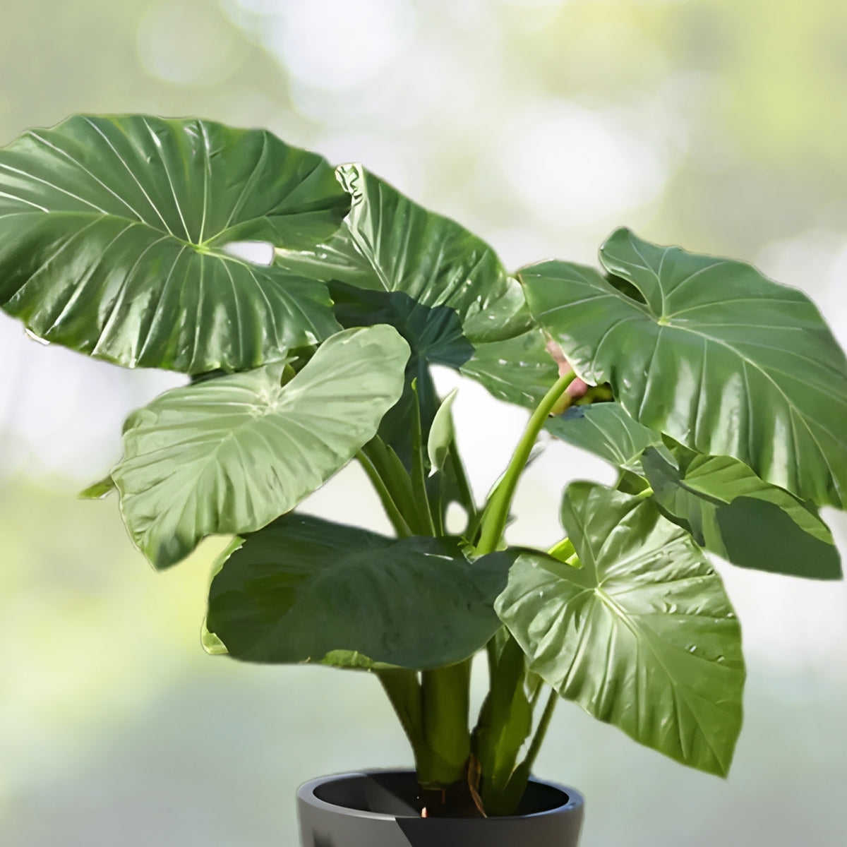 Upright Alocasia Plant - Small Elephant Ears - Colocasia odora - 1 Sprouted Bulb - Tropical Indoor Foliage for Home Decor
