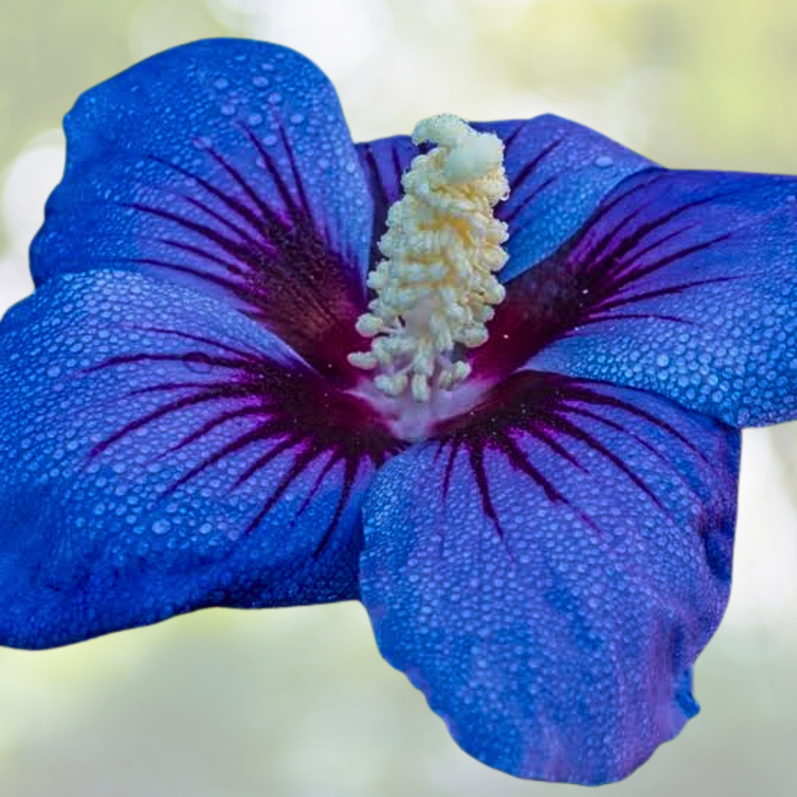 Blue Hibiscus Seeds - 30pcs Rare Non-GMO Heirloom Variety for Garden - Hibiscus syriacus