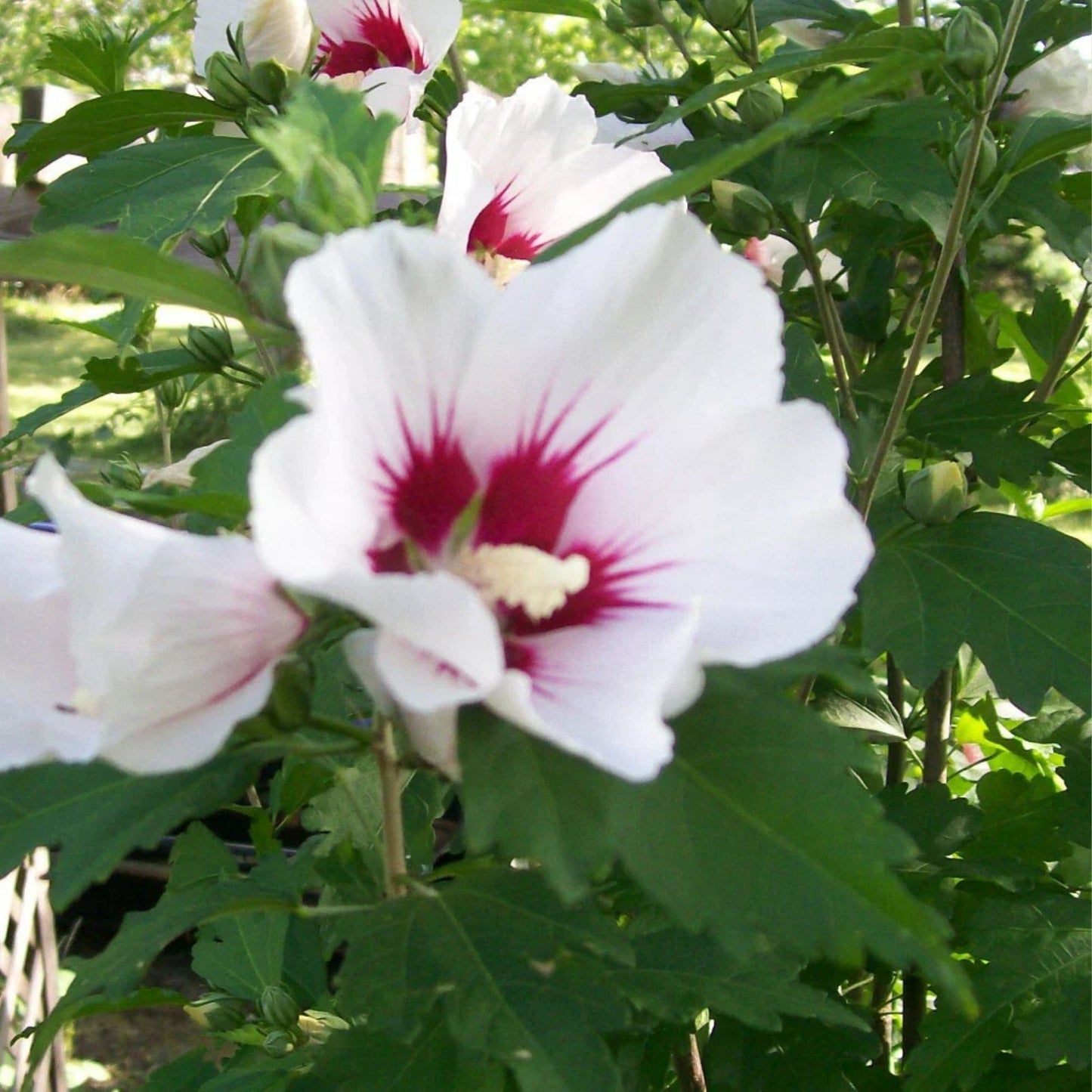 Rose of Sharon Plant 24-36 Inches Mixed Colors Hibiscus syriacus Hardy Shrub for Zones 5-9, 2-3 Years Old
