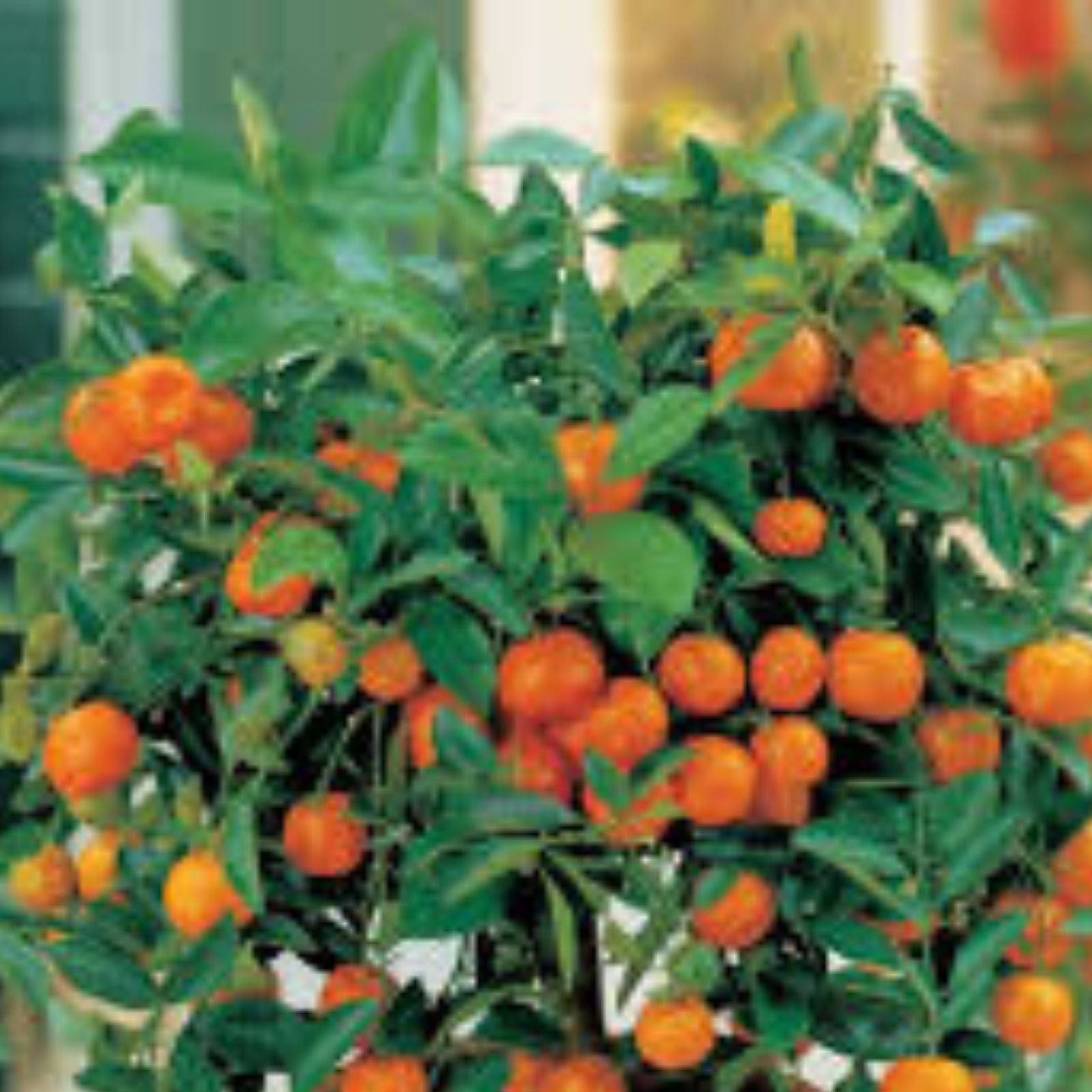 Bonsai Orange Tree Seeds - 40 Count - Fruit Bearing Citrus reticulata - Mandarin Tree Seeds for Growing