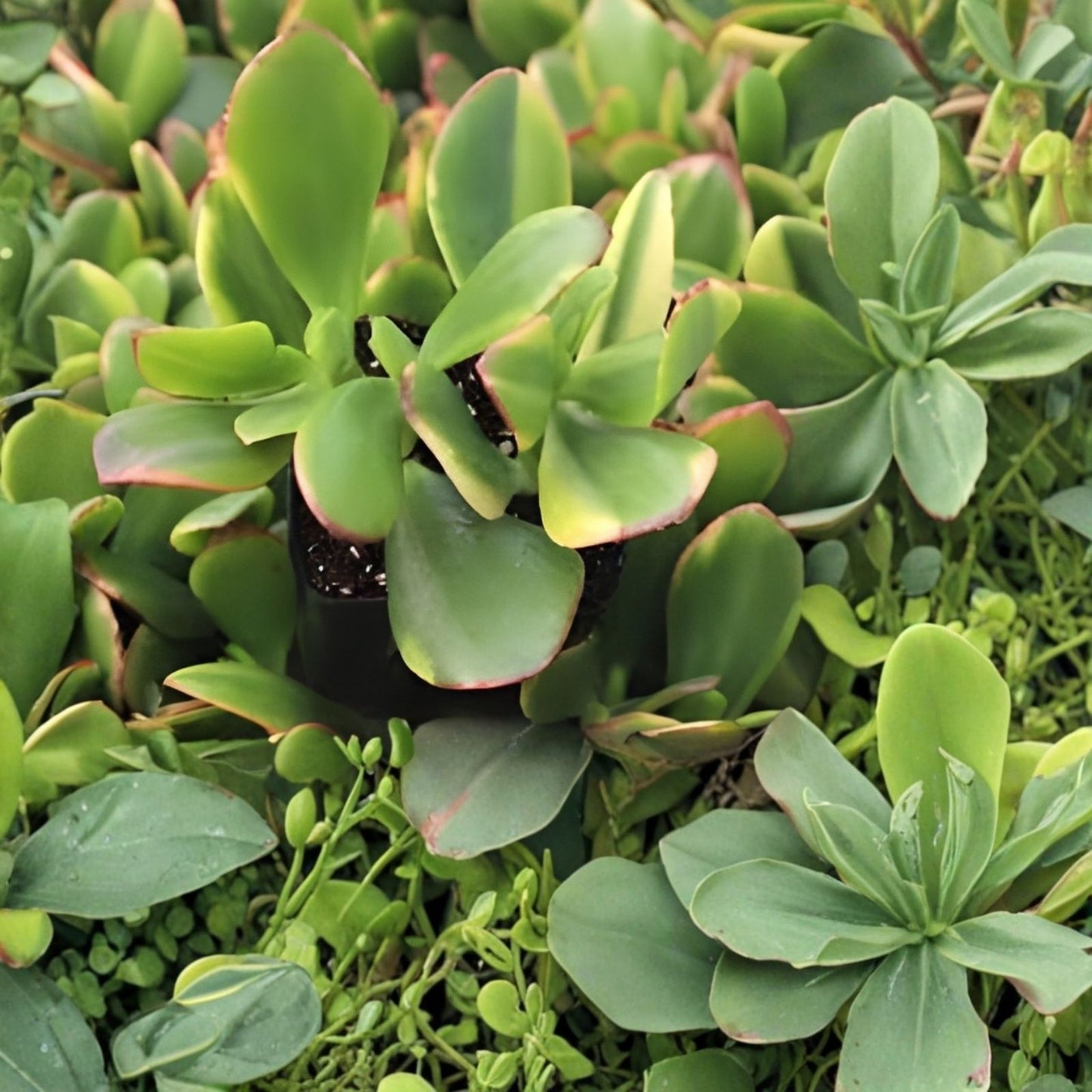 Jade Lemon Lime Plant Starters 4-6 Inches Rooted Cuttings Citrus x limonia Indoor Outdoor Gardening