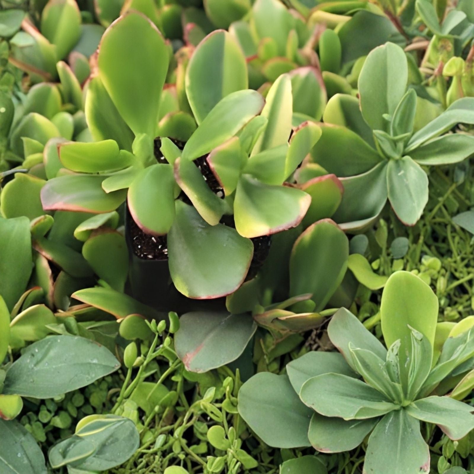 Jade Lemon Lime Plant Starters 4-6 Inches Rooted Cuttings Citrus x limonia Indoor Outdoor Gardening