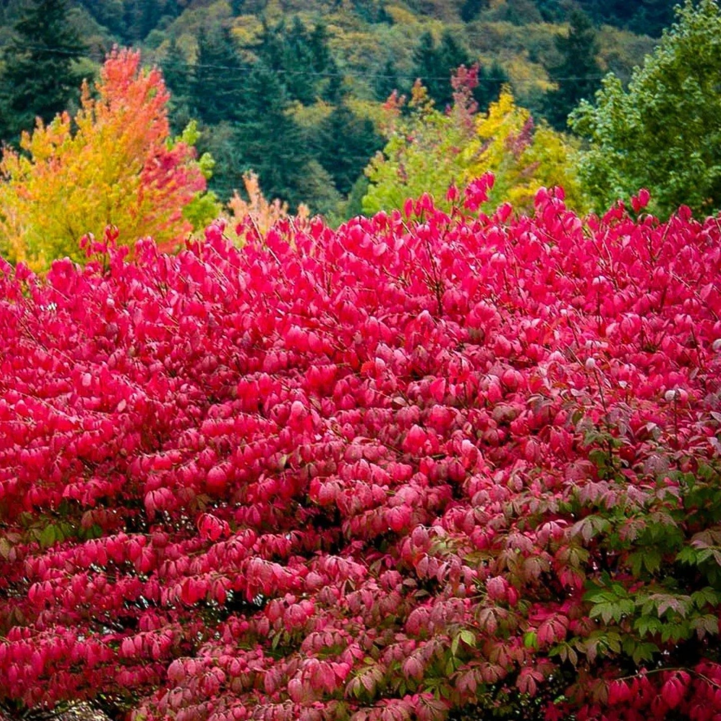 Burning Bush Seedling Plant 4-8 Inches Bare Root Euonymus alatus Ornamental Shrub for Gardens Landscaping