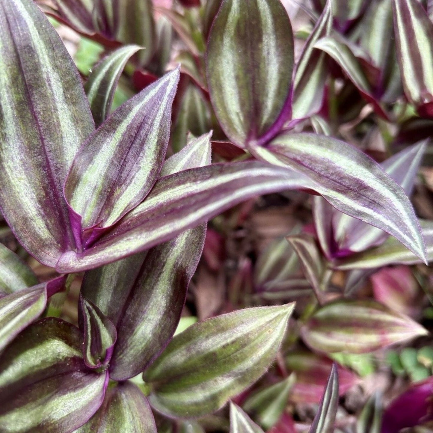 Rooted Plant Cuttings 20 Pack - Assorted Varieties for Propagation - Gardening Enthusiasts - Easy to Grow and Maintain
