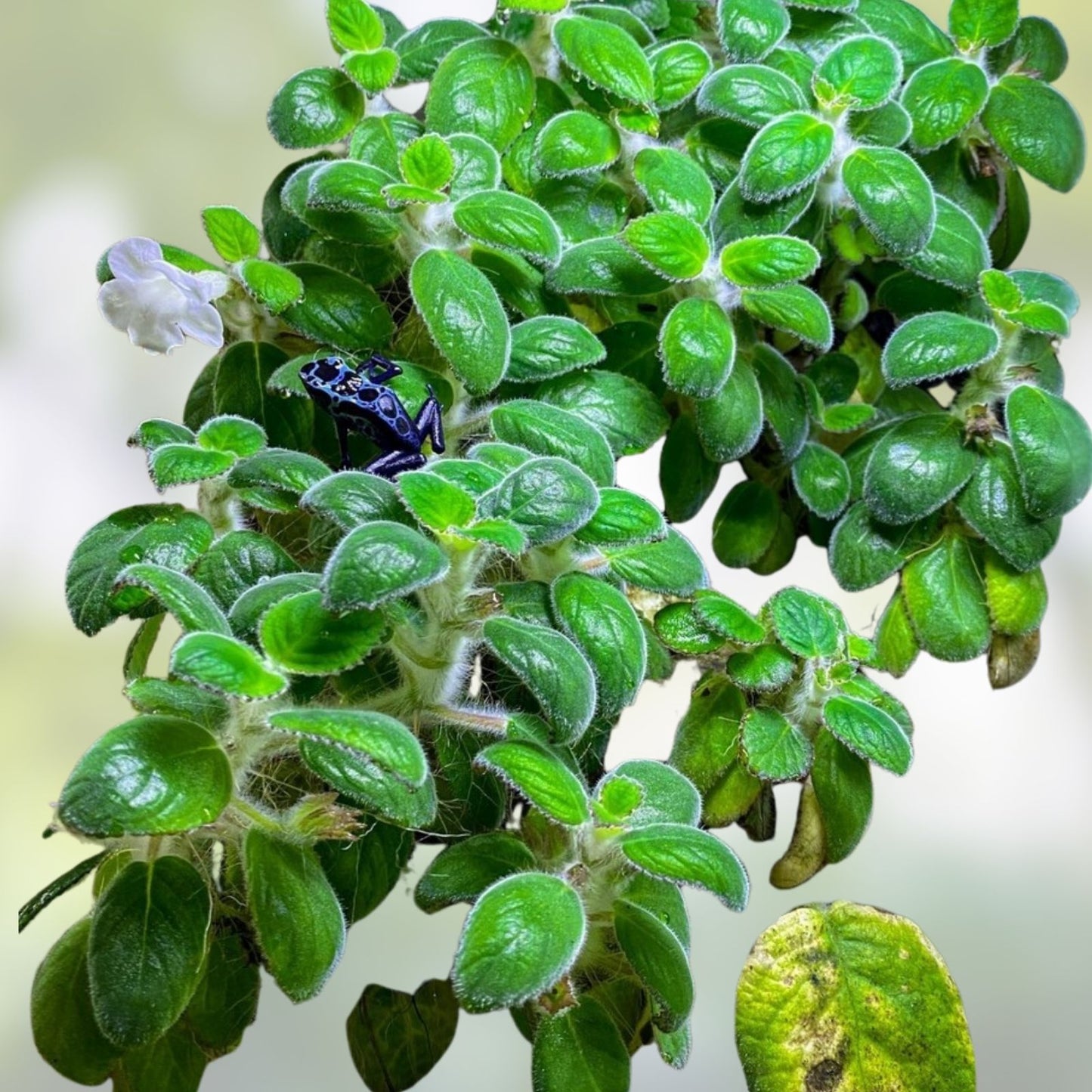 Nautilocalyx Adenosiphon Cuttings - 2 Healthy Terrarium Plants for Indoor Gardening and Decor