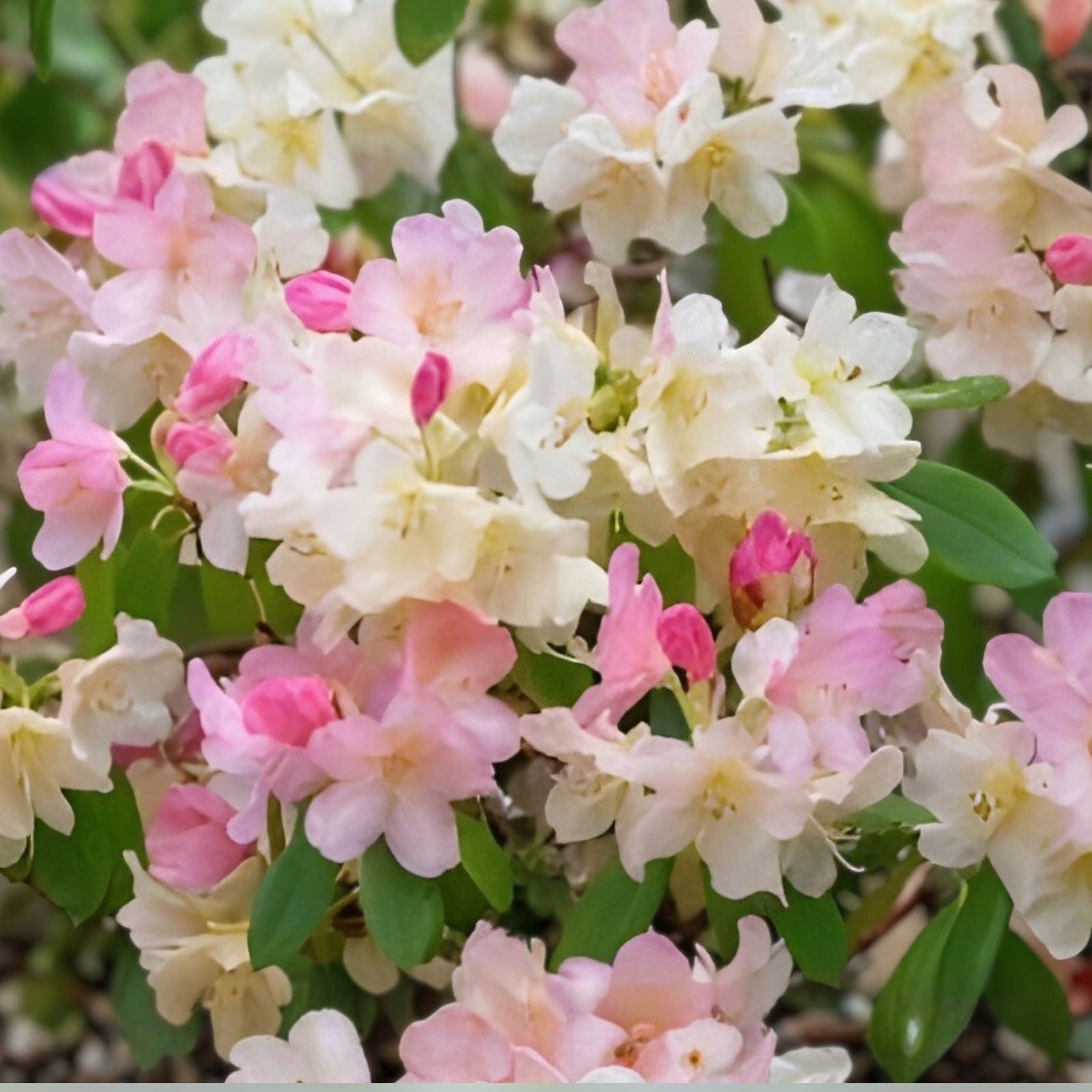 Azalea Starter Plant - Sugar and Spice Variety - Rhododendron - Rare Flowering Shrub for Garden or Landscape