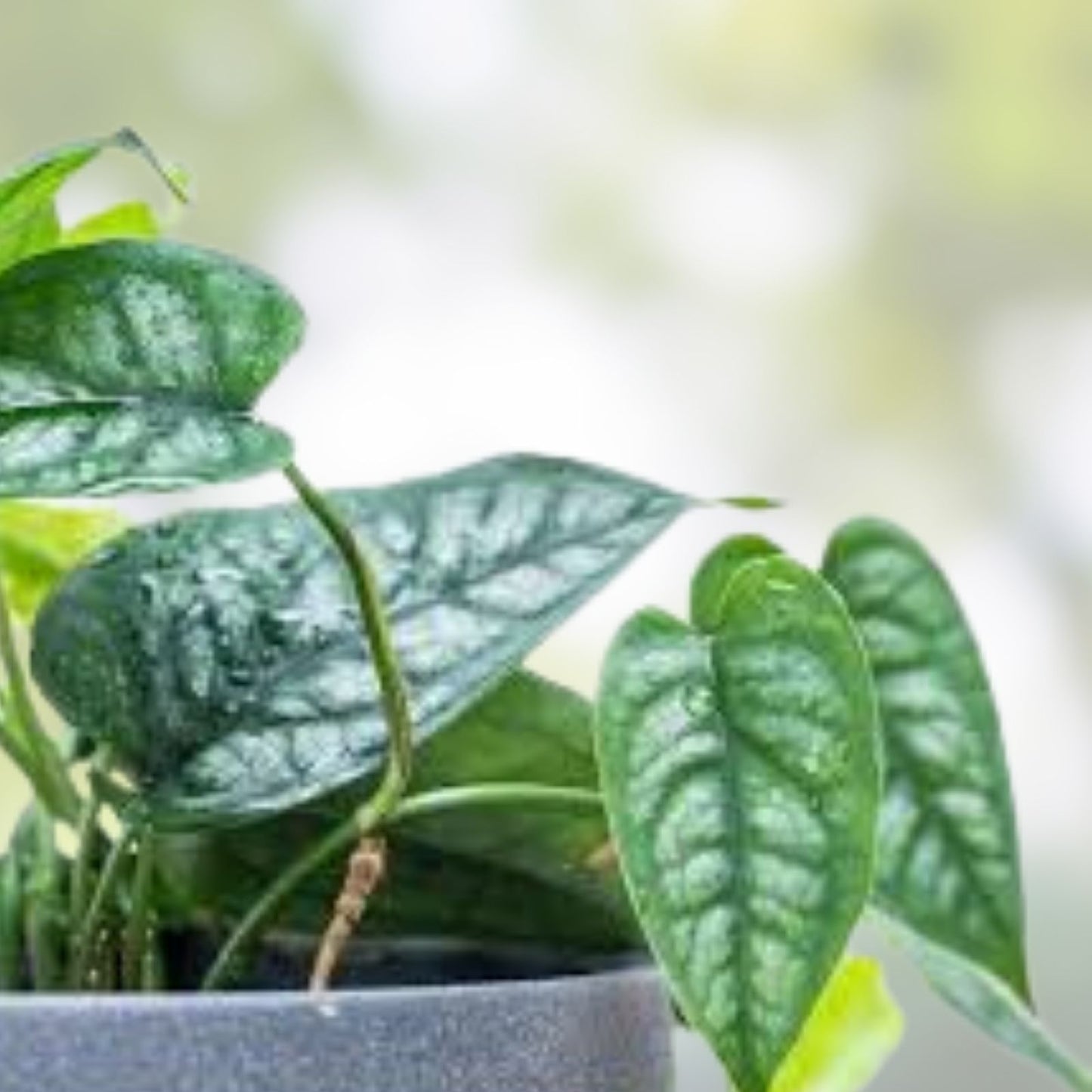 Monstera Siltepecana Cuttings 5 Pack | Tropical Houseplant Propagation | Rare Variegated Indoor Plants