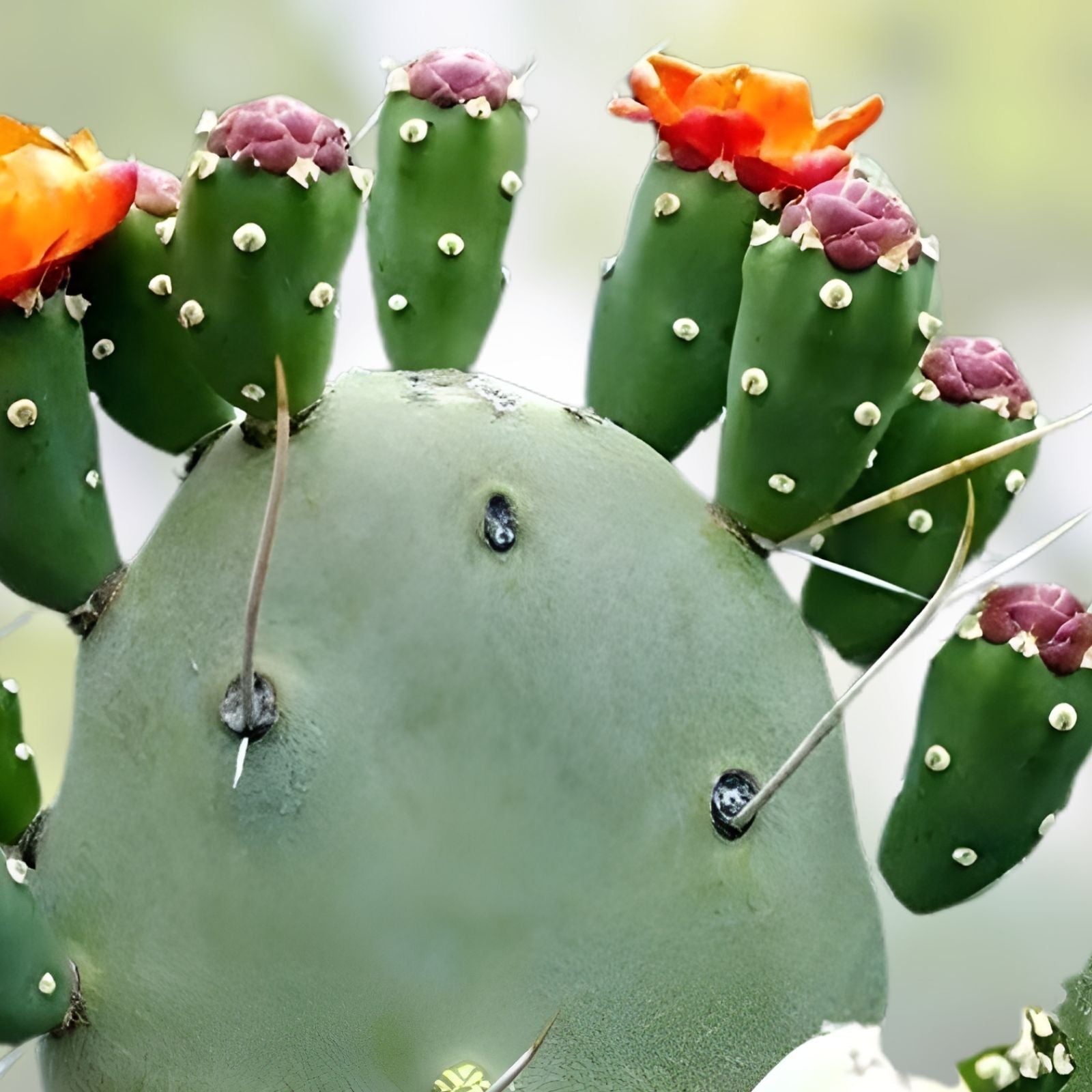 Prickly Pear Cactus Cutting - 1 Fresh Pad - Opuntia - Succulent Plant for Gardening and Landscaping