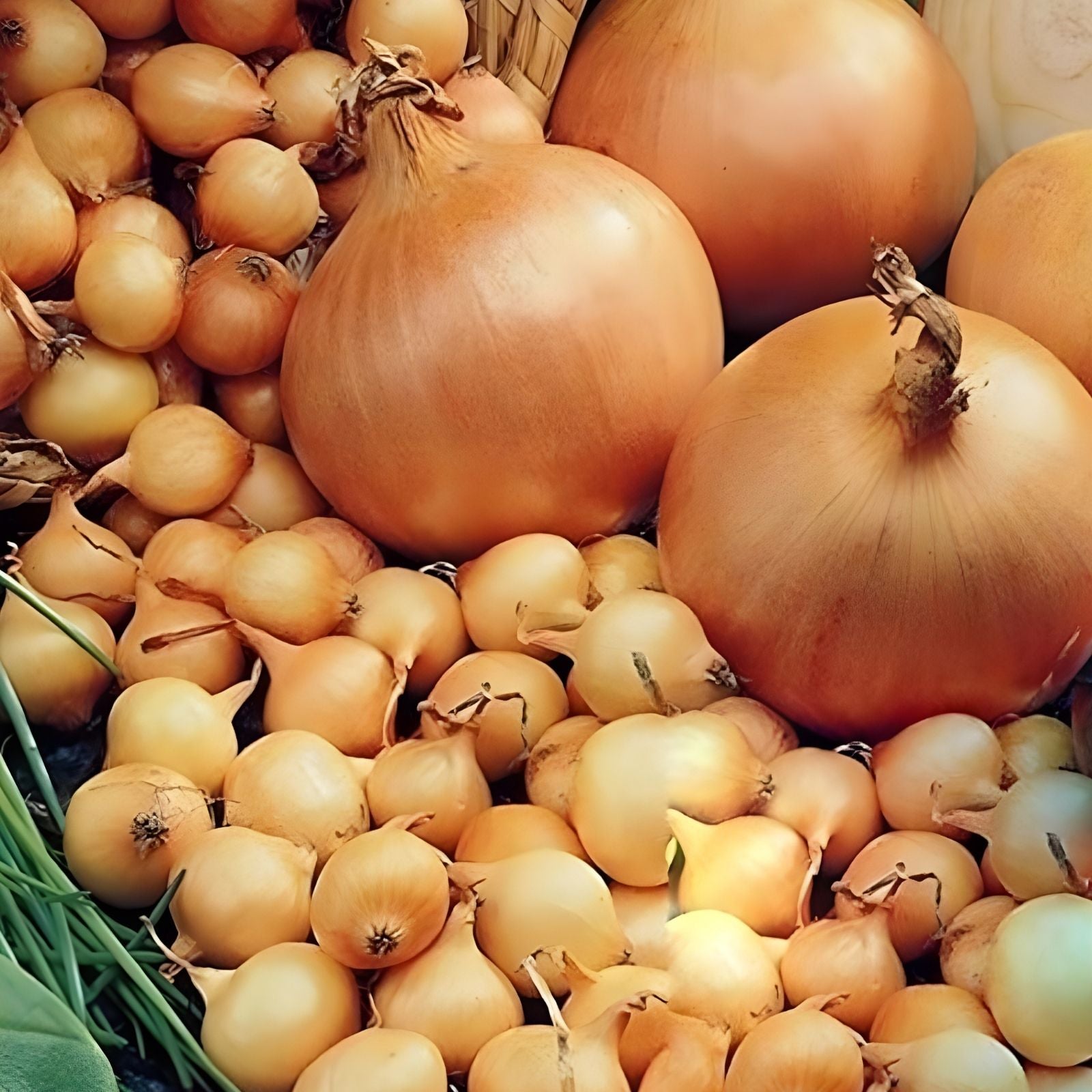 Sweet Candy Hybrid Onion Sets for Planting – Bulbs, Yellow and White Varieties, Allium cepa