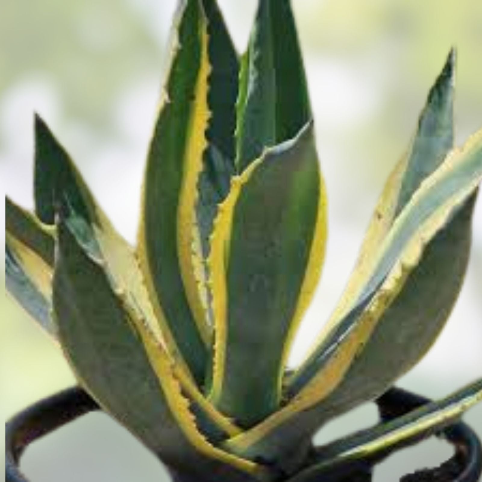 Agave Cuttings 10 Inch Yellow Edge Variegated Succulent Agave Americana Plant Propagation