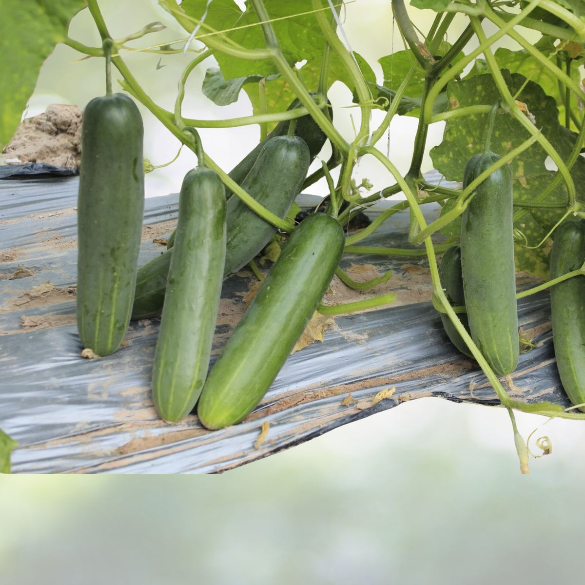 Marketmore 76 Cucumber Seeds | NON-GMO Heirloom Vegetable Seeds | Cucumis sativus - Ideal for Home Gardening