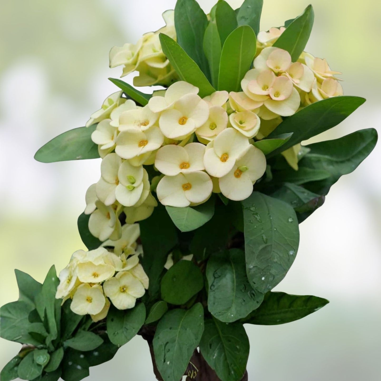 Crown of Thorns Cutting - White with Yellow Center - Euphorbia milii - Succulent Plant for Indoor Garden