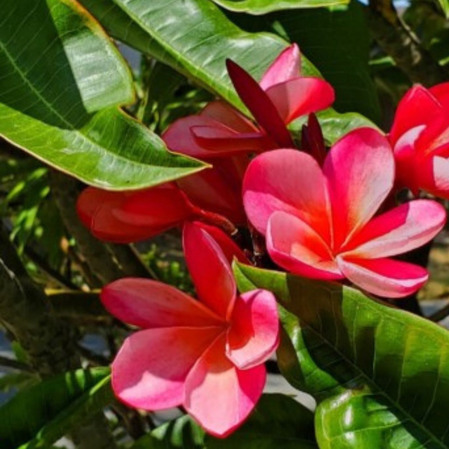 Plumeria Cutting 7-12 Inch Pink Light Orange Hues Plumeria Obtusa Healthy Mother Plant