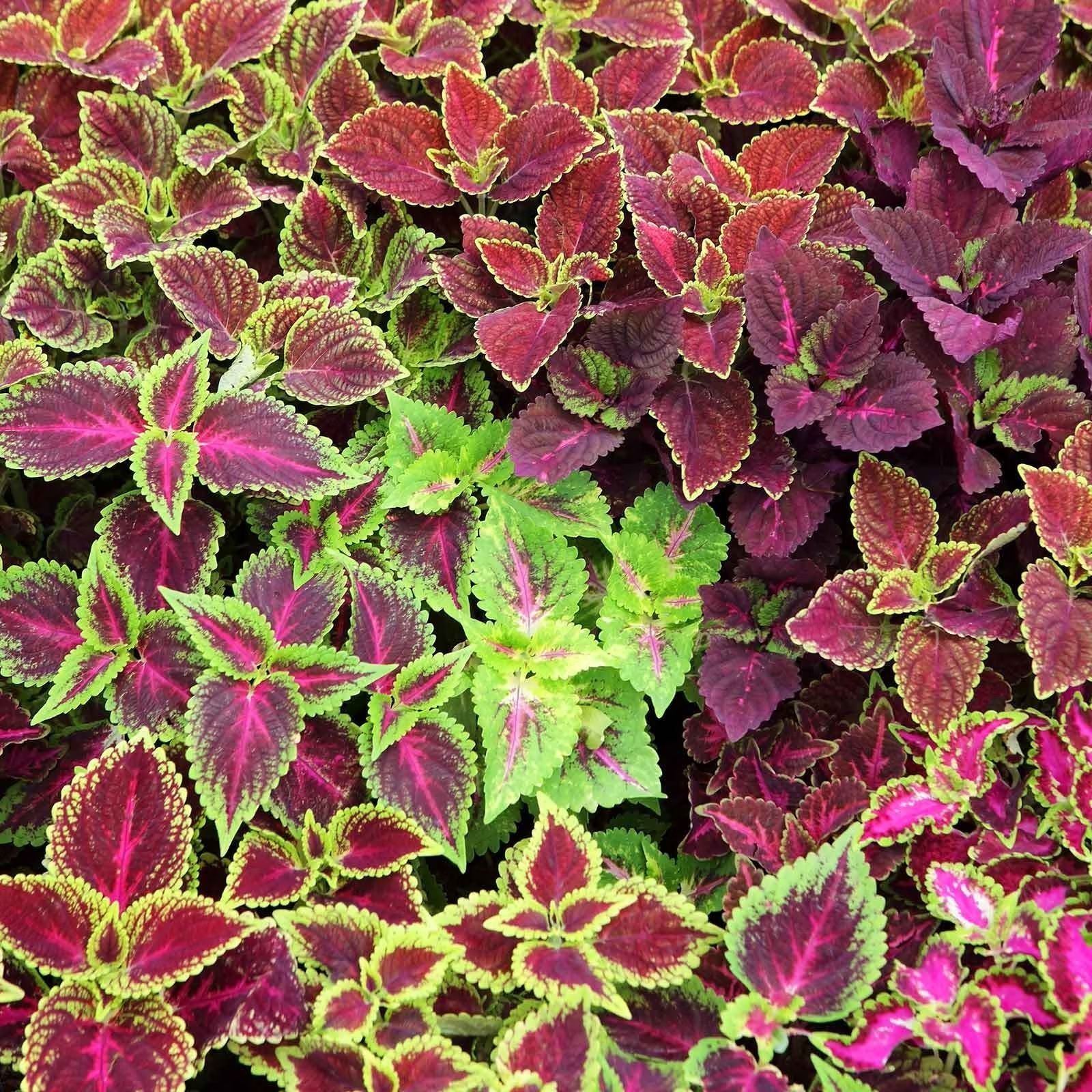 Coleus Seeds 1000 Pack Jazz Combo Mix for Vibrant Garden Color - Coleus Blumei Varieties, Garden Plant Seeds