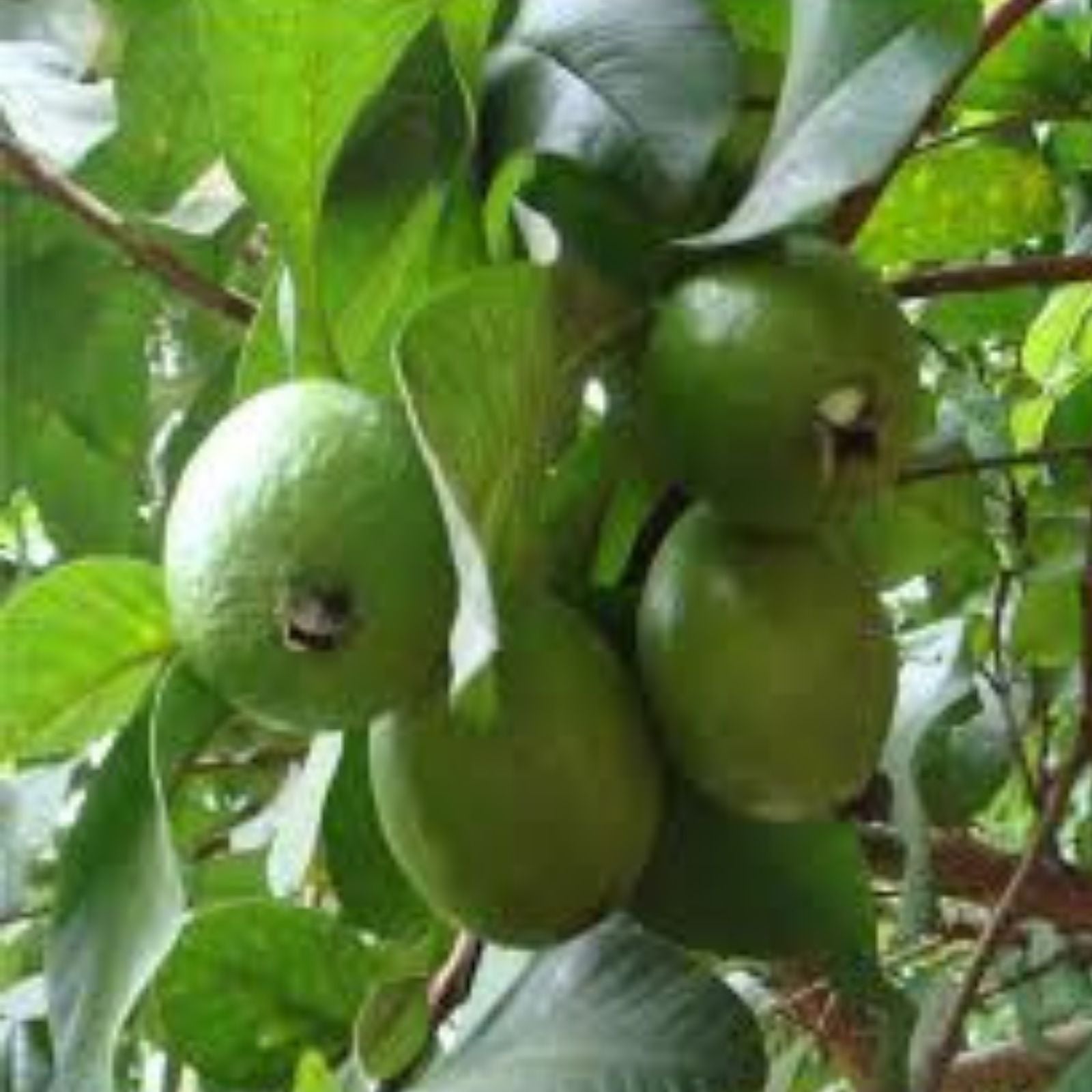Guava Fruit Bonsai Tree Seeds 20 Pack Tropical Exotic Psidium guajava Indoor Garden Plant