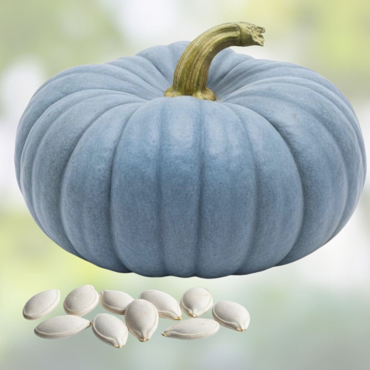 Jarrahdale Blue Pumpkin Seeds 20 Pack | Cucurbita Maxima Heirloom Variety for Fall Decor & Cooking