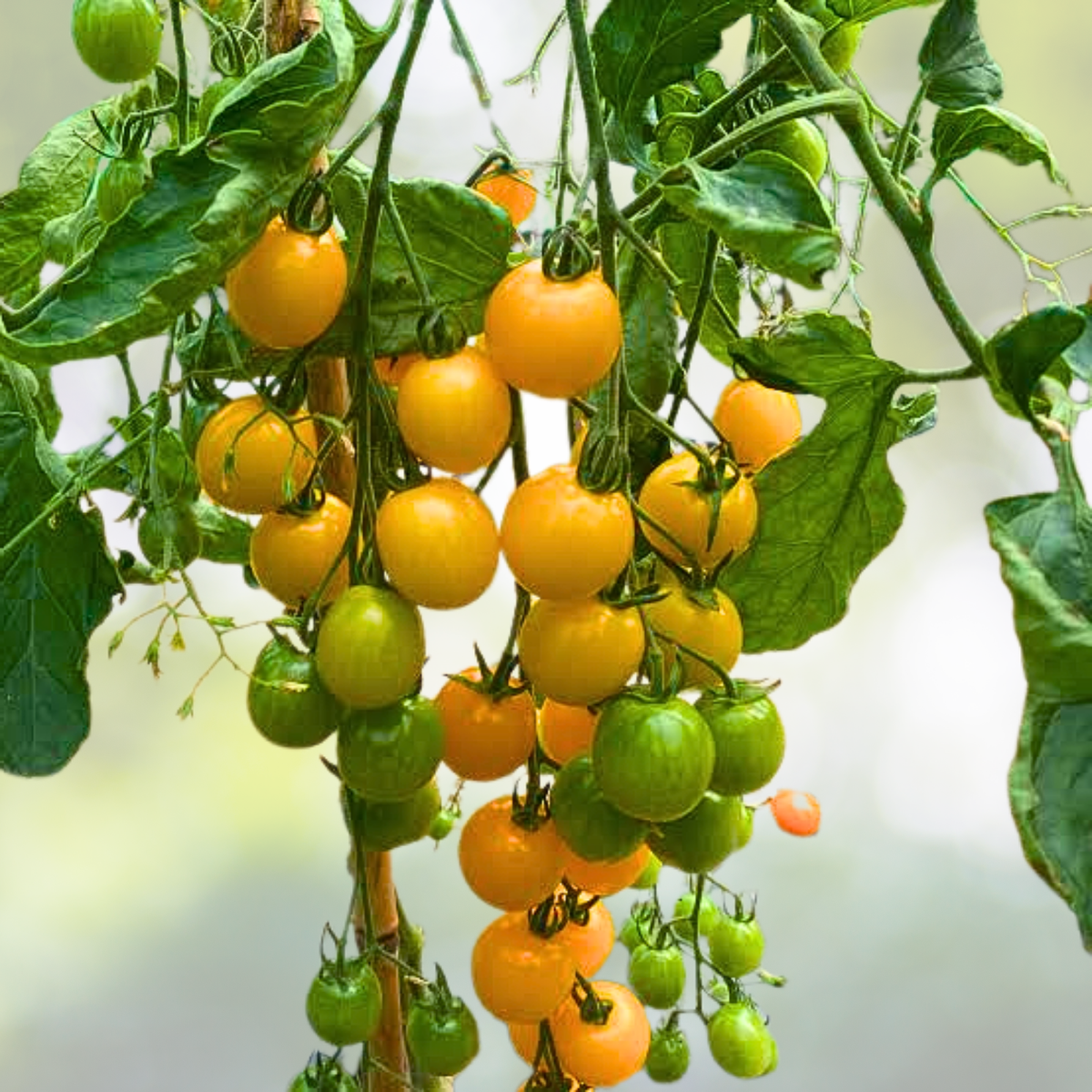 Yellow Cherry Tomato Seeds - 100pcs Heirloom Non-GMO Super Sweet - Solanum lycopersicum