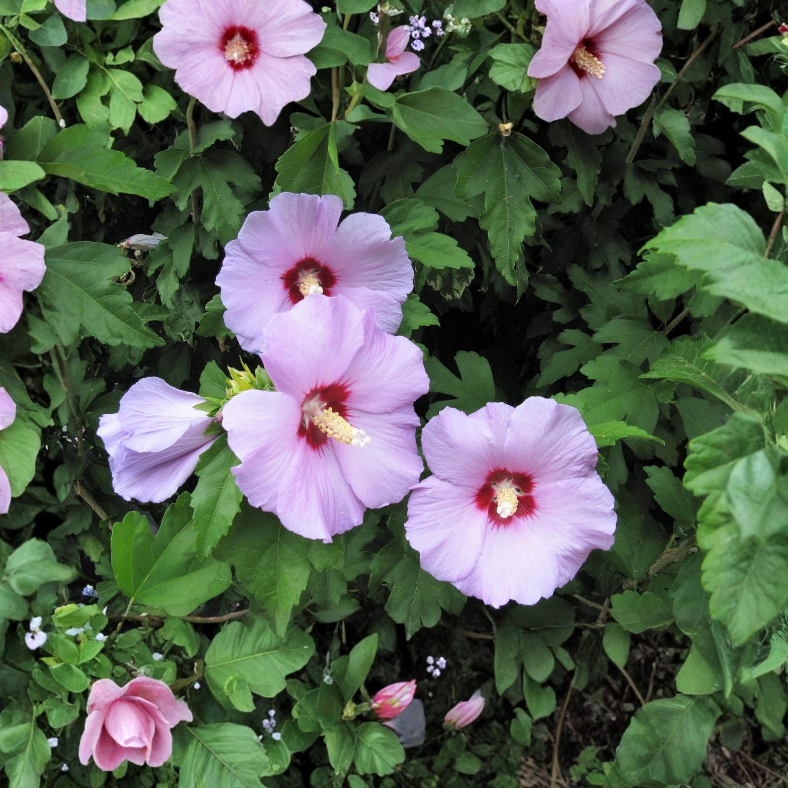 Set of 4 Rose of Sharon Plants, Mixed Colors, Hibiscus syriacus, 12-24 inches, for Zones 5-9