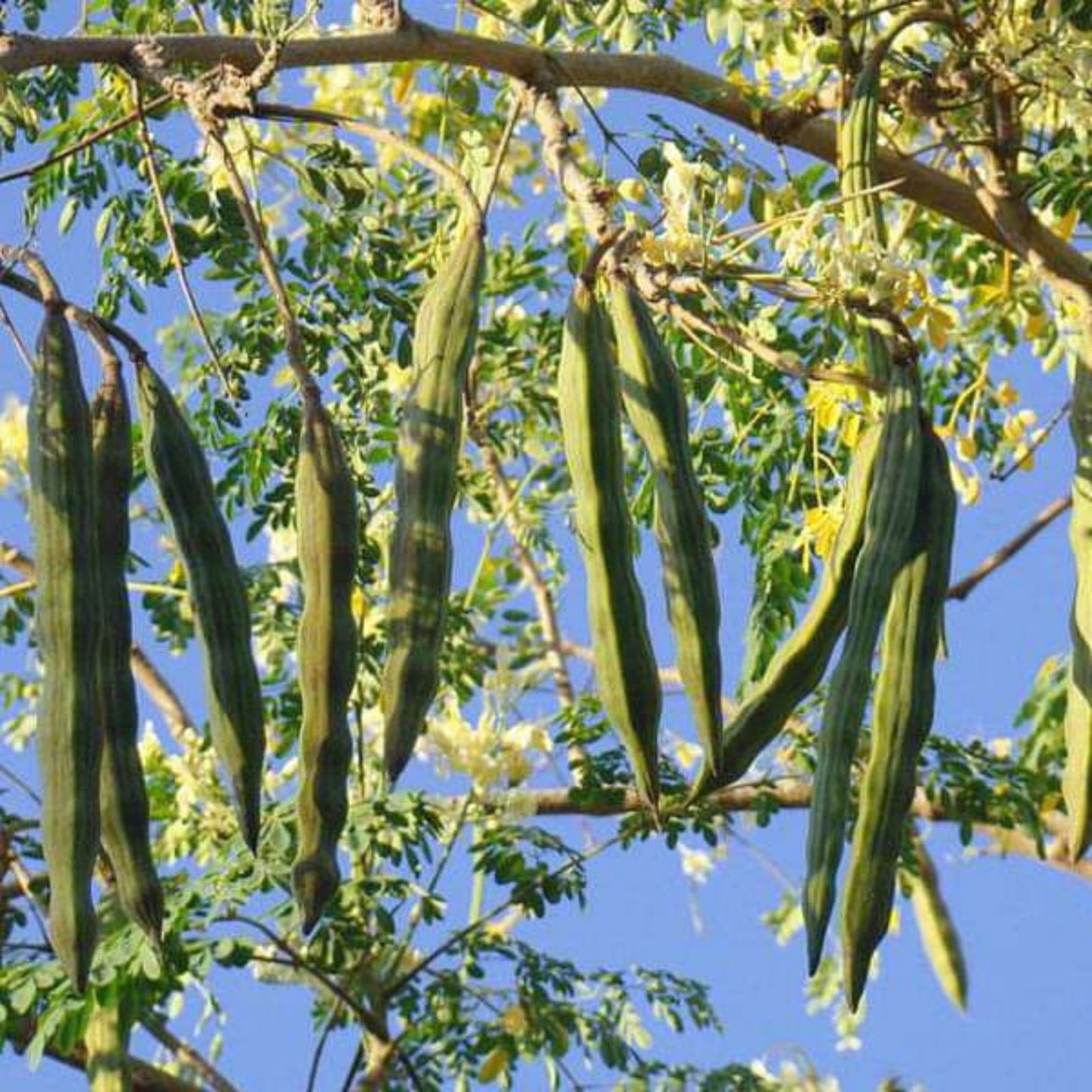 Moringa Tree Seeds 30 Pack - Fast Growing, Easy to Grow - Moringa oleifera - Edible Leaves, Nutritional Superfood Seeds
