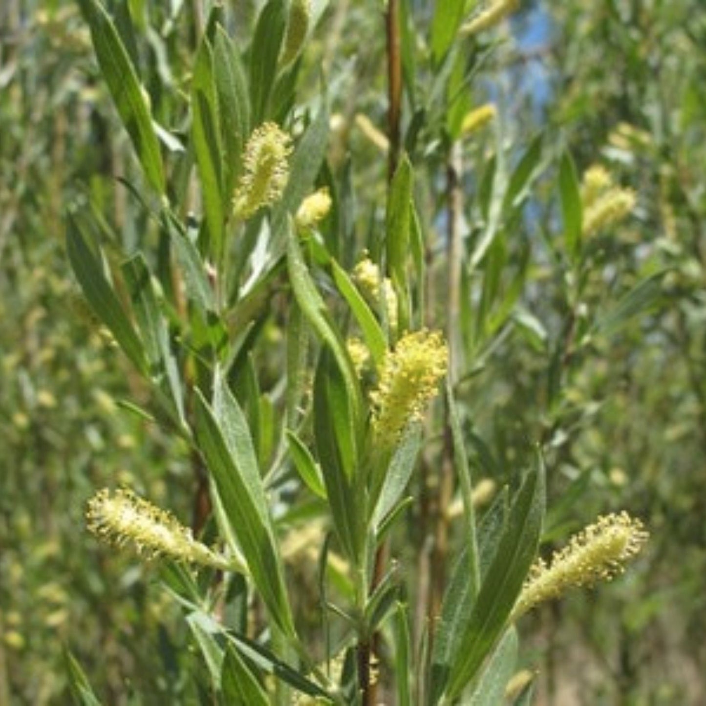 Sandbar Willow Cuttings 10 Pack, Coyote Willow Salix exigua, Live Planting Material for Wetlands and Riparian Areas
