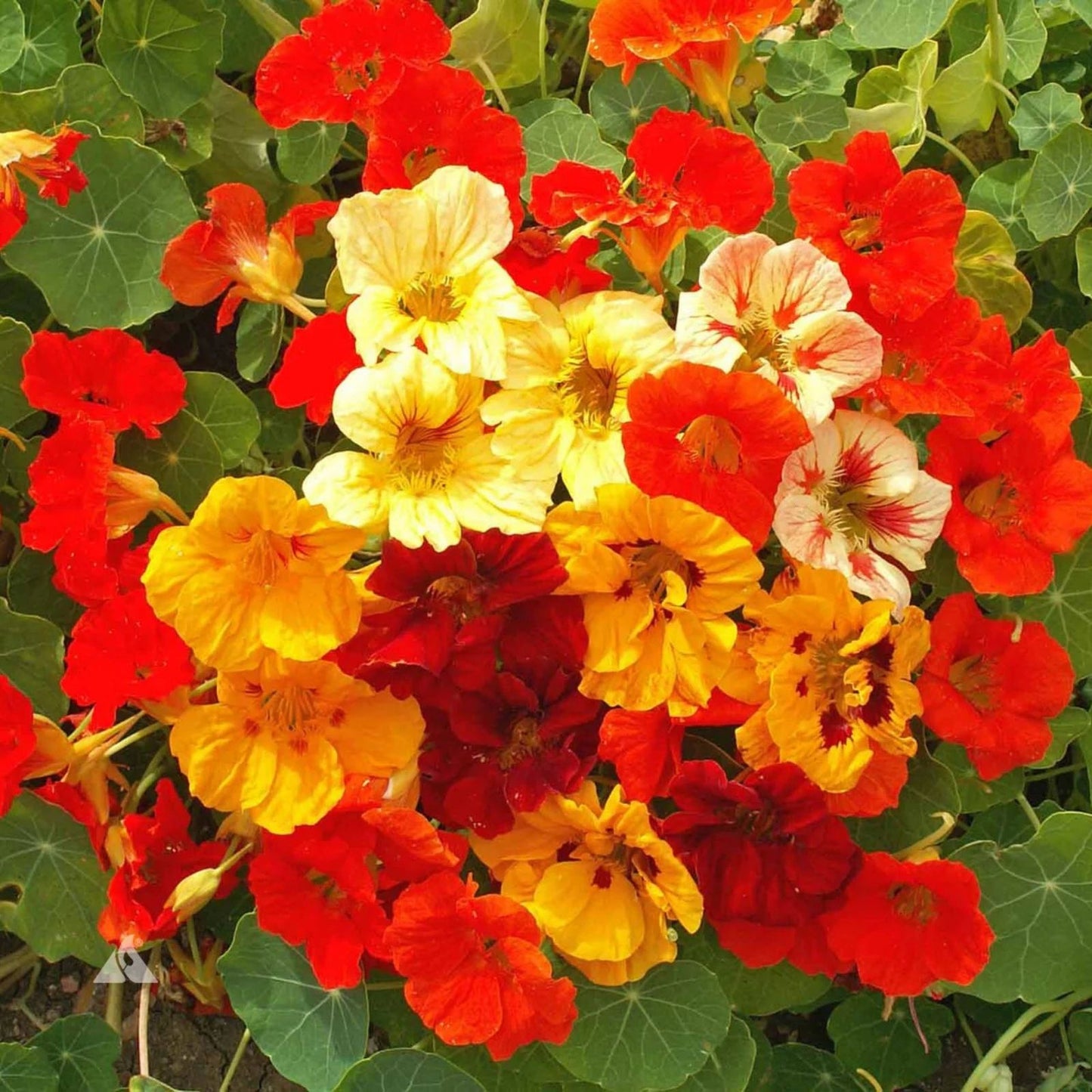 Nasturtium Seeds 20 Pack - Jewel Mix Edible Flowers - Tropaeolum majus - Compact, Pollinator-Friendly, Drought-Tolerant