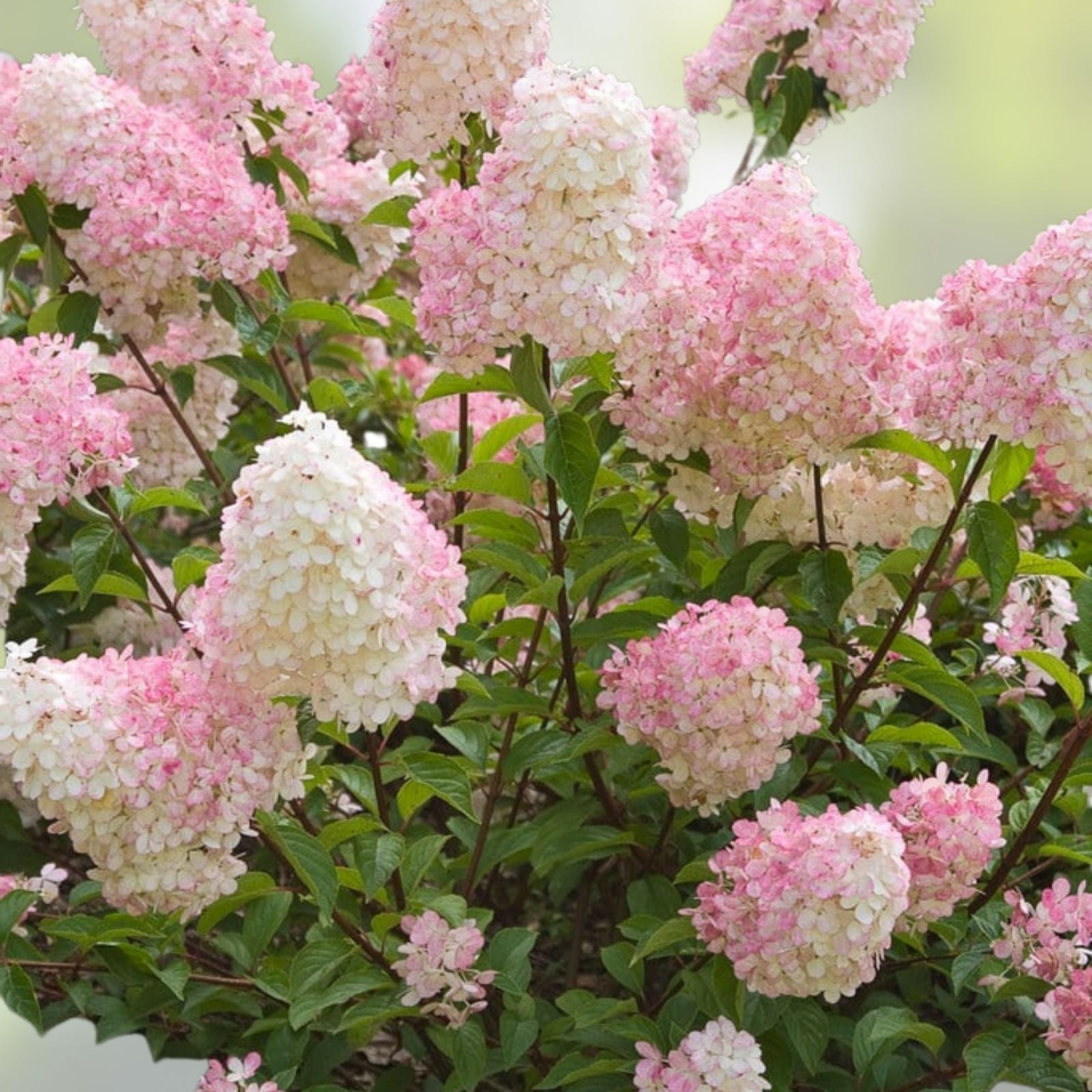 Vanilla Strawberry Hydrangea Cuttings – 5+2 Free Unrooted Fresh Hydrangea paniculata Plantings