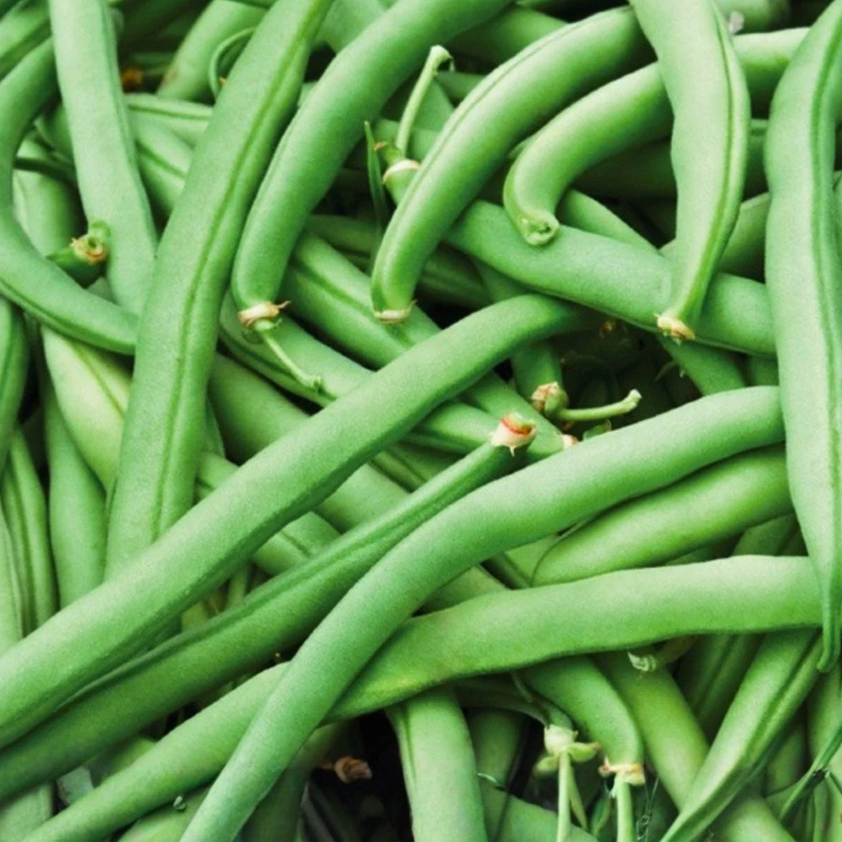 Slenderette Bush Bean Seeds, Non-GMO, 20+ Seeds, Great Tasting, Phaseolus vulgaris