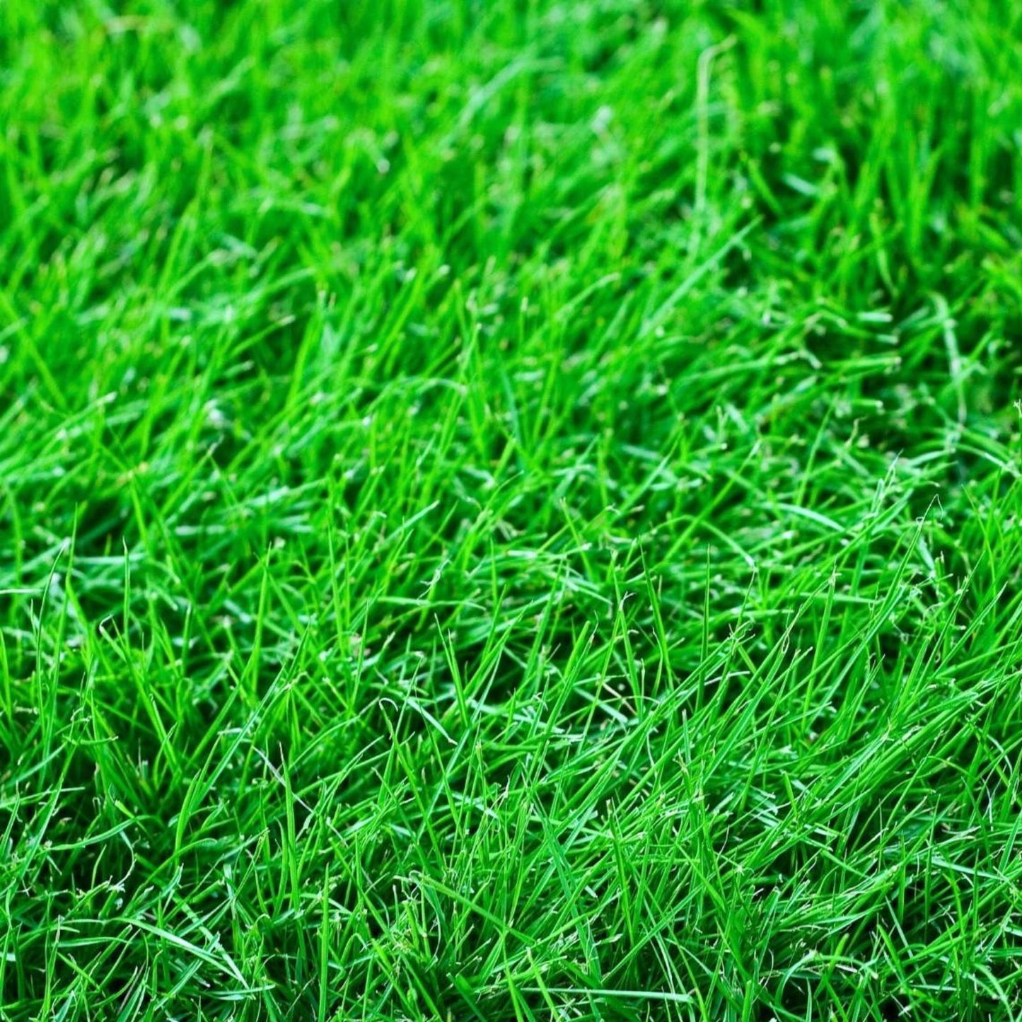 Creeping Red Fescue Seeds 1,000 - Drought Tolerant Lawn Grass, Shade-Tolerant Ground Cover - Festuca rubra