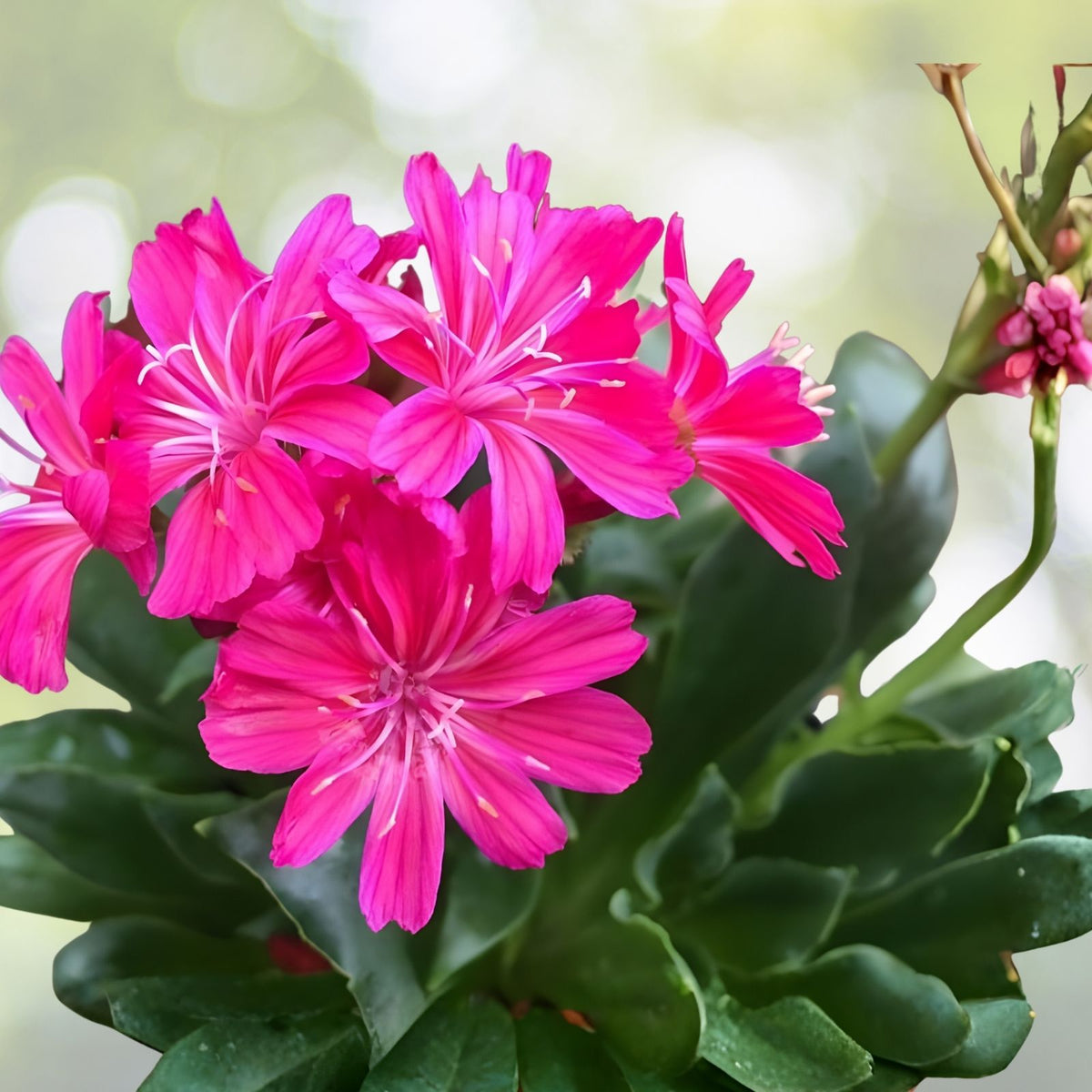 Ruby Lewisia Seeds 35 or 100 Non-GMO Flower Seeds Colorful Perennial Blooms Lewisia cotyledon